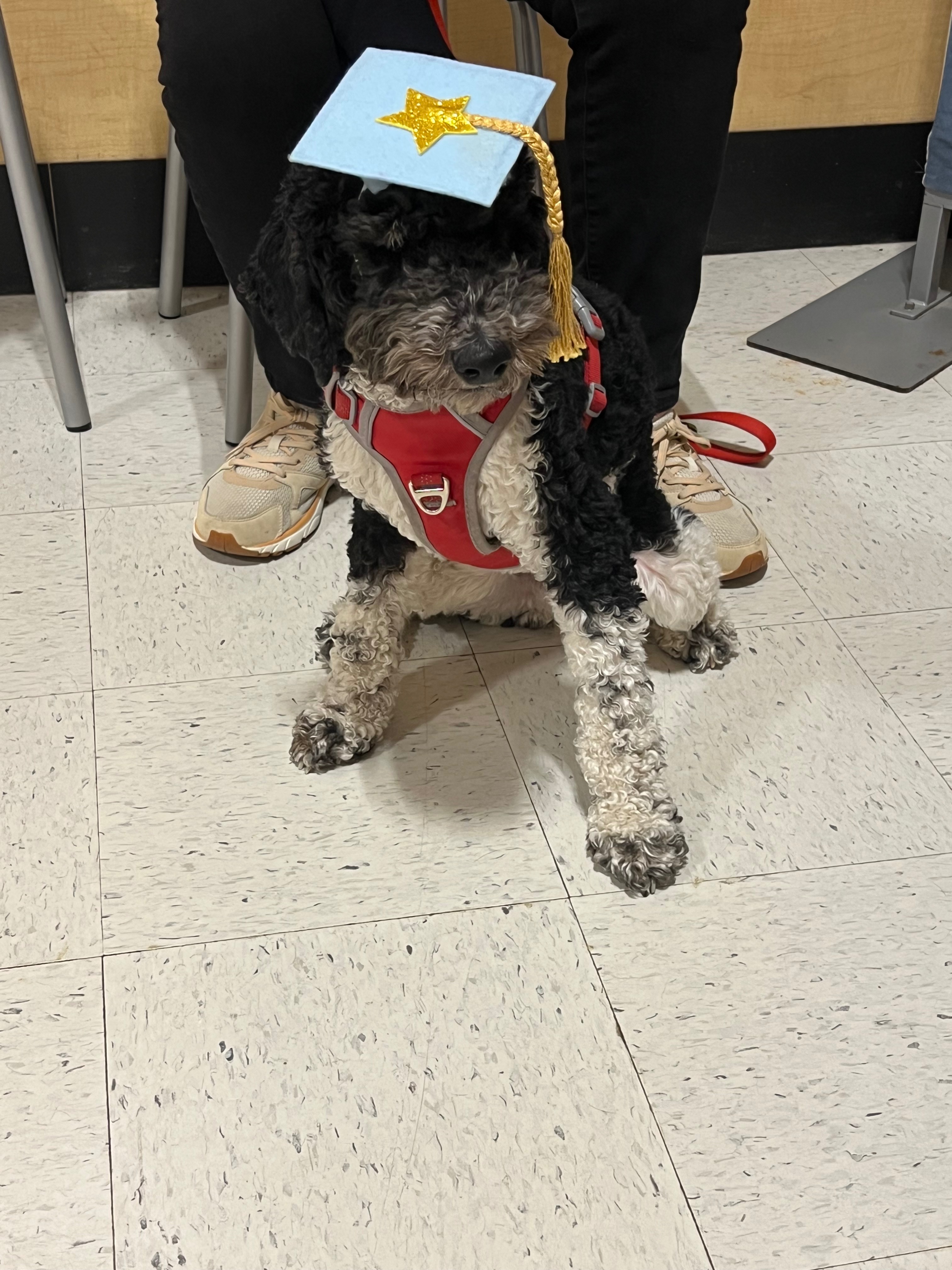 Urgent Help Needed for Ollie’s Life-Saving Surgery campaign photo, 4 of 7