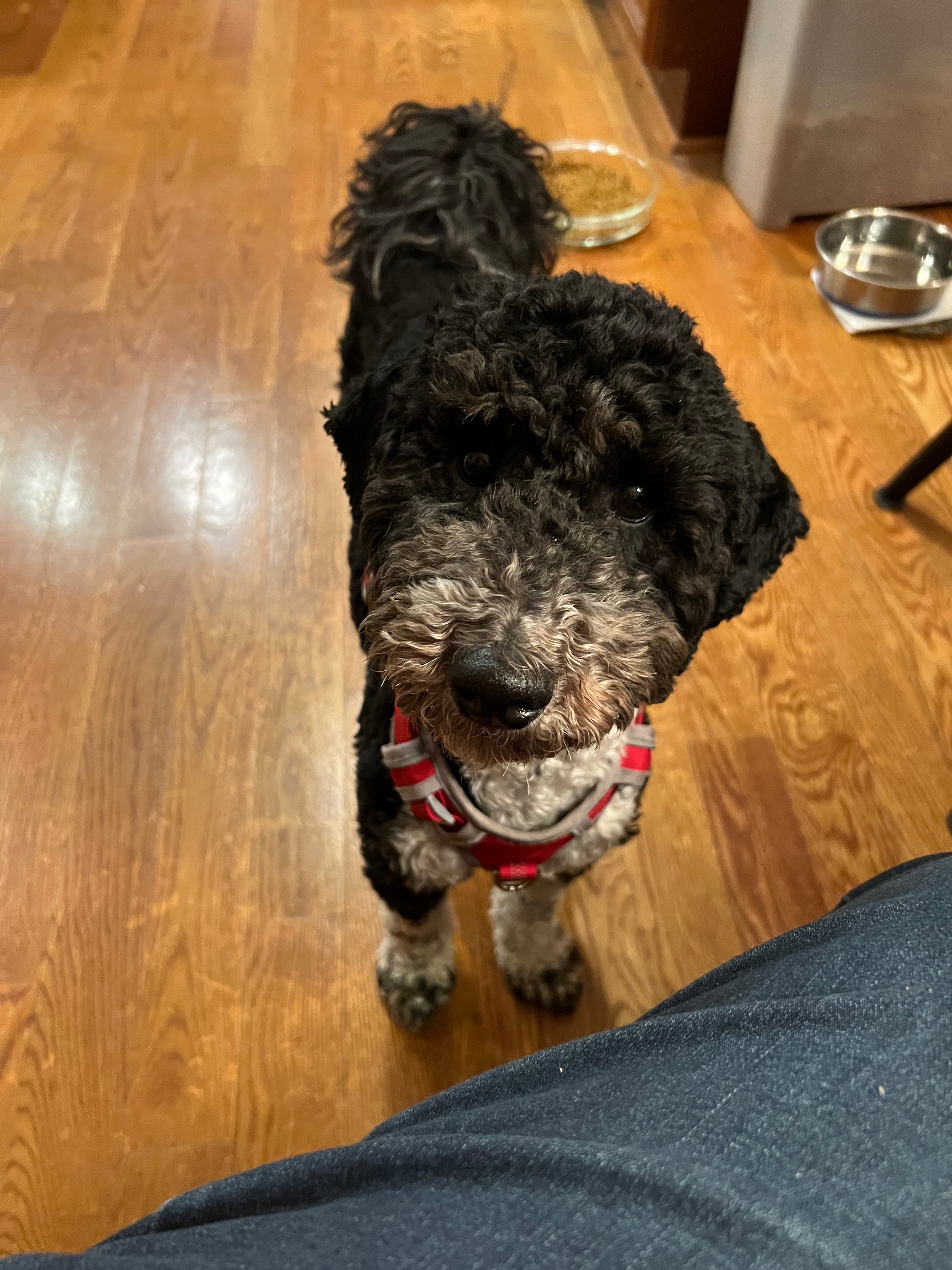Urgent Help Needed for Ollie’s Life-Saving Surgery campaign photo, 2 of 7