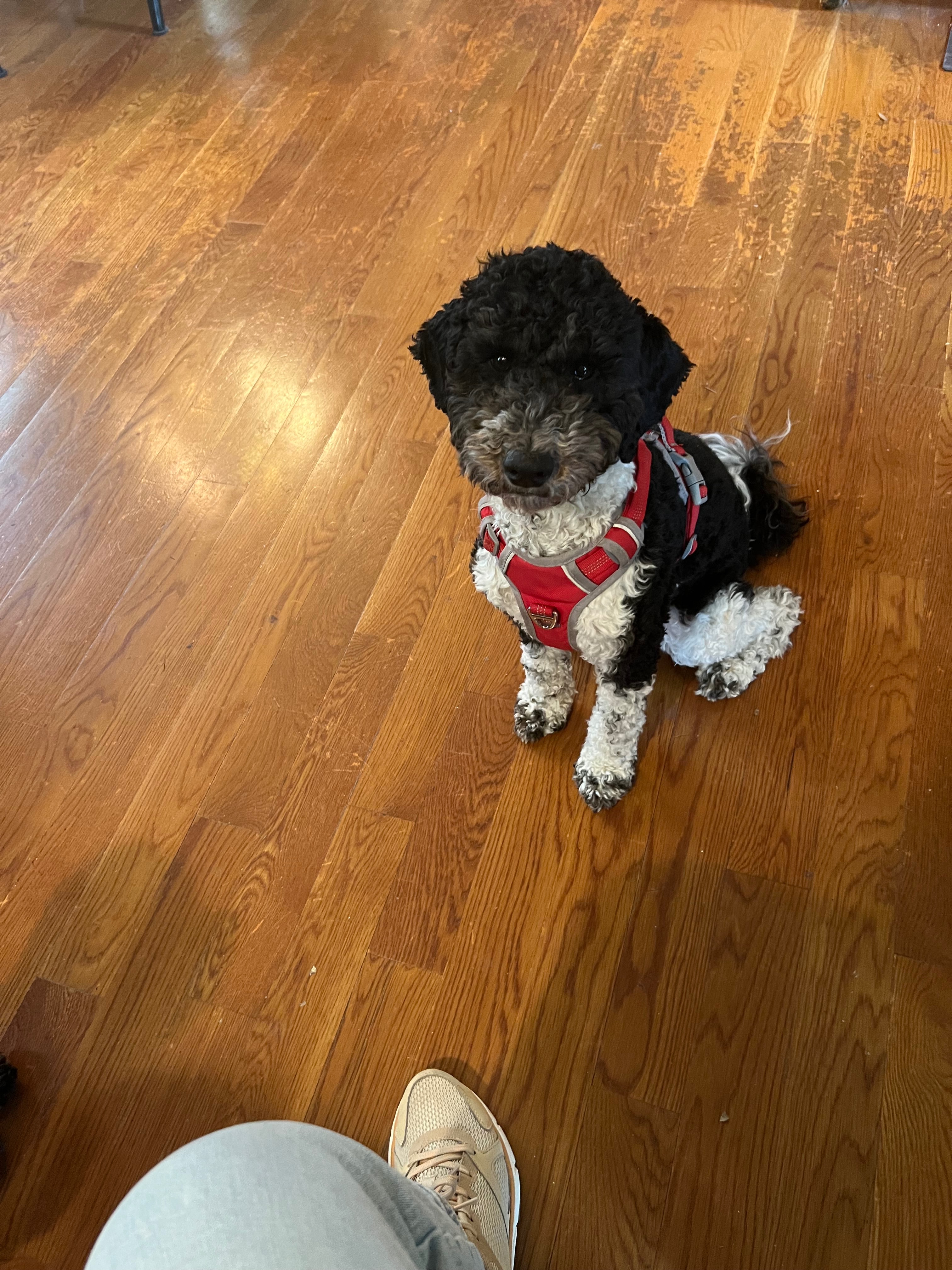 Urgent Help Needed for Ollie’s Life-Saving Surgery campaign photo, 5 of 7