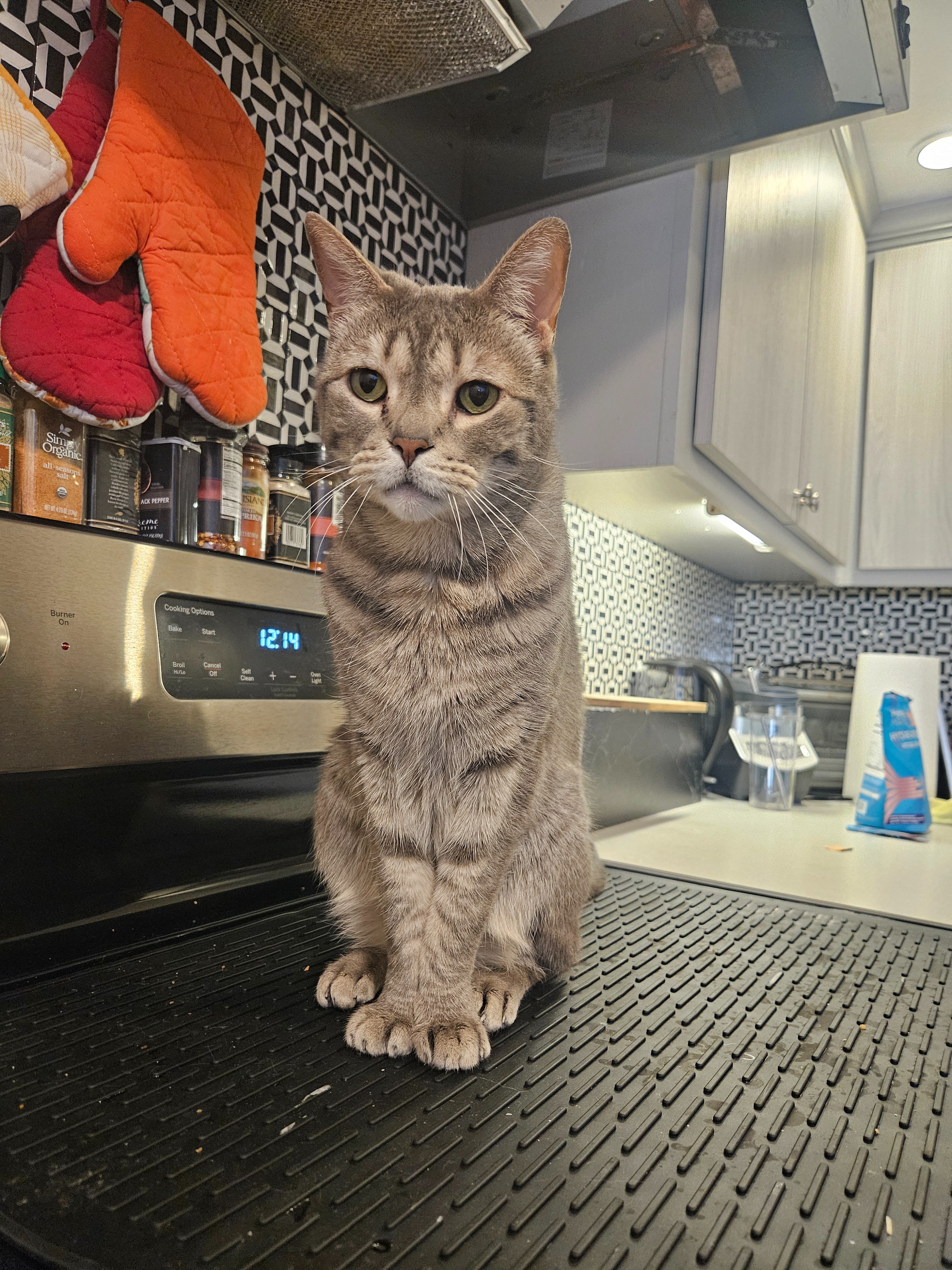 Help Merlin Get the Heart Care He Needs campaign photo, 2 of 8