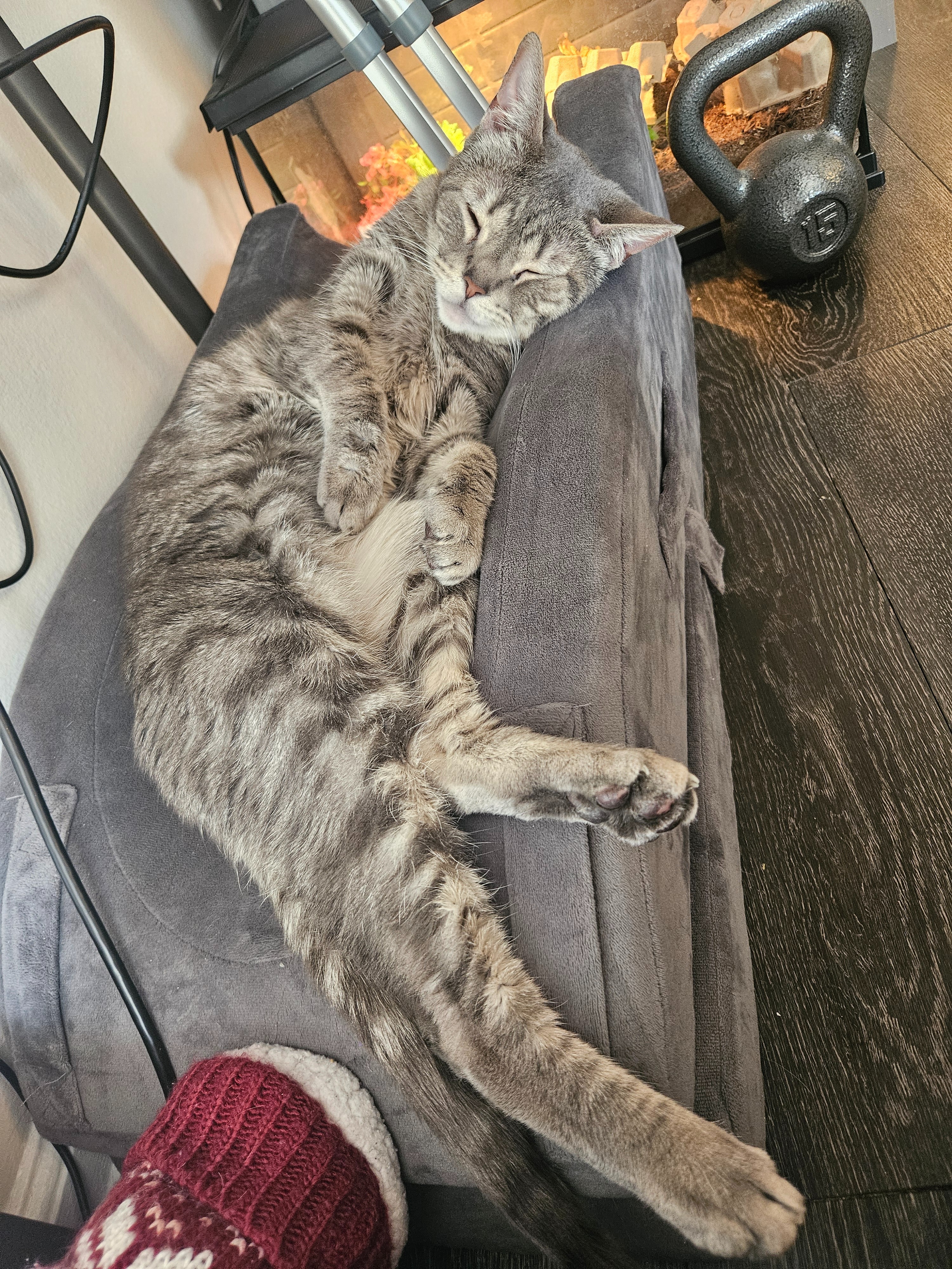 Help Merlin Get the Heart Care He Needs campaign photo, 5 of 8