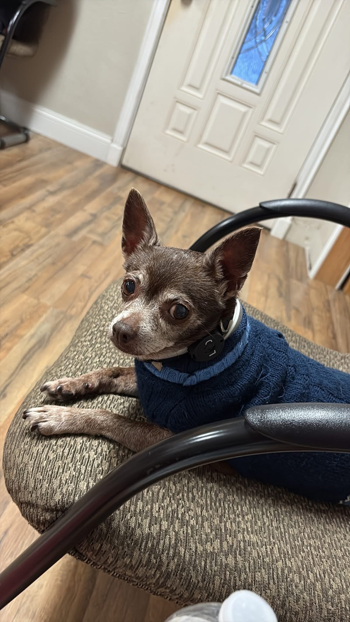 Help Tazzie Get Urgent Vet Care campaign photo, 7 of 8