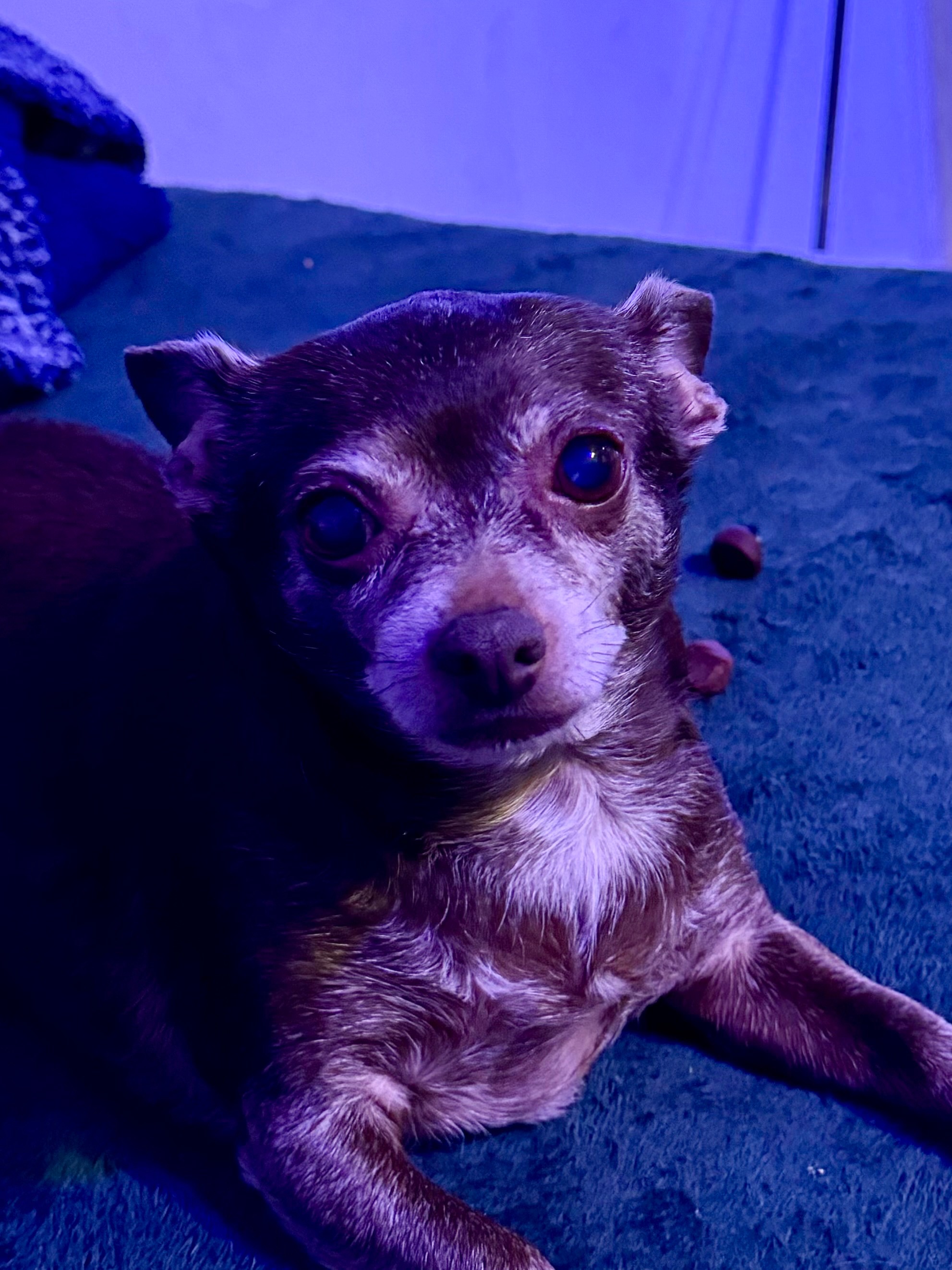 Help Tazzie Get Urgent Vet Care campaign photo, 2 of 8