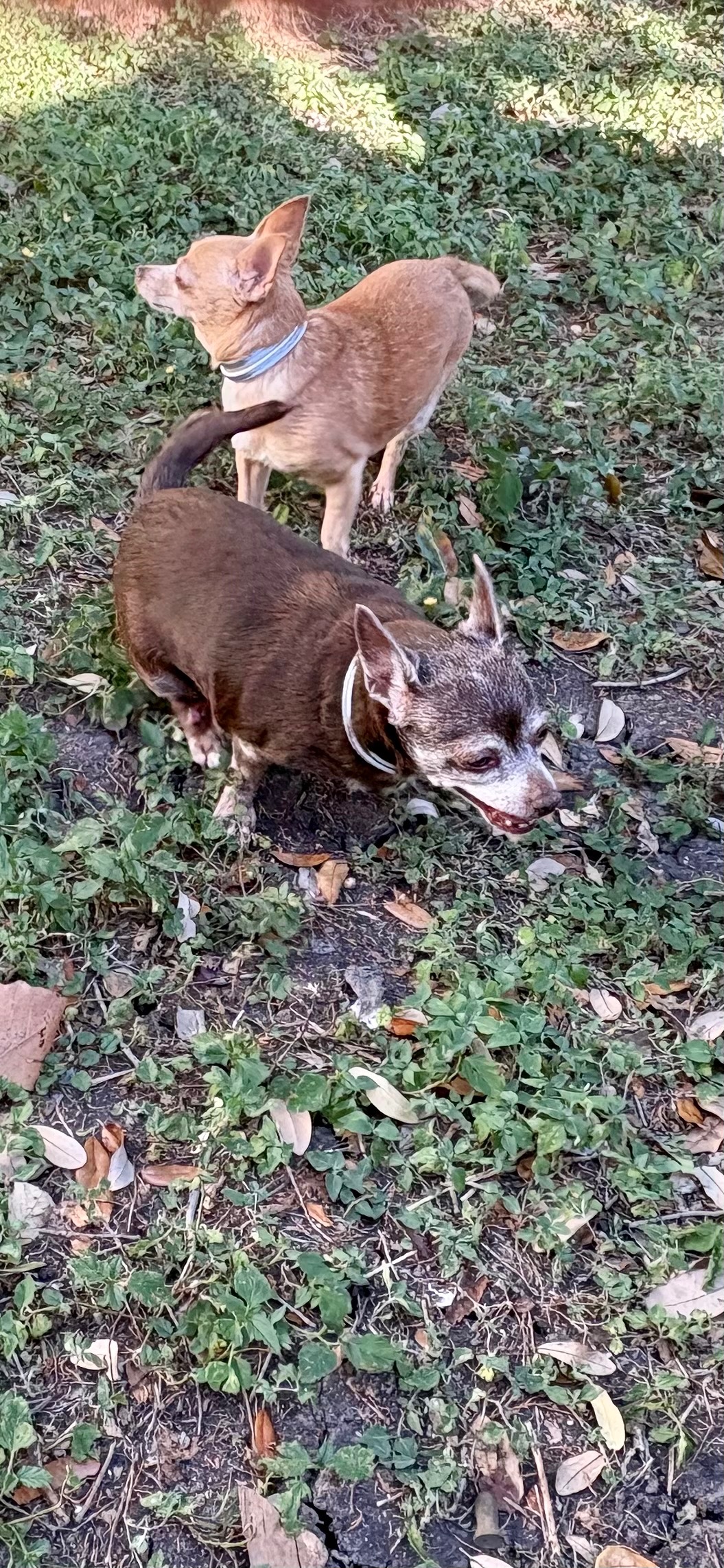 Help Tazzie Get Urgent Vet Care campaign photo, 4 of 8