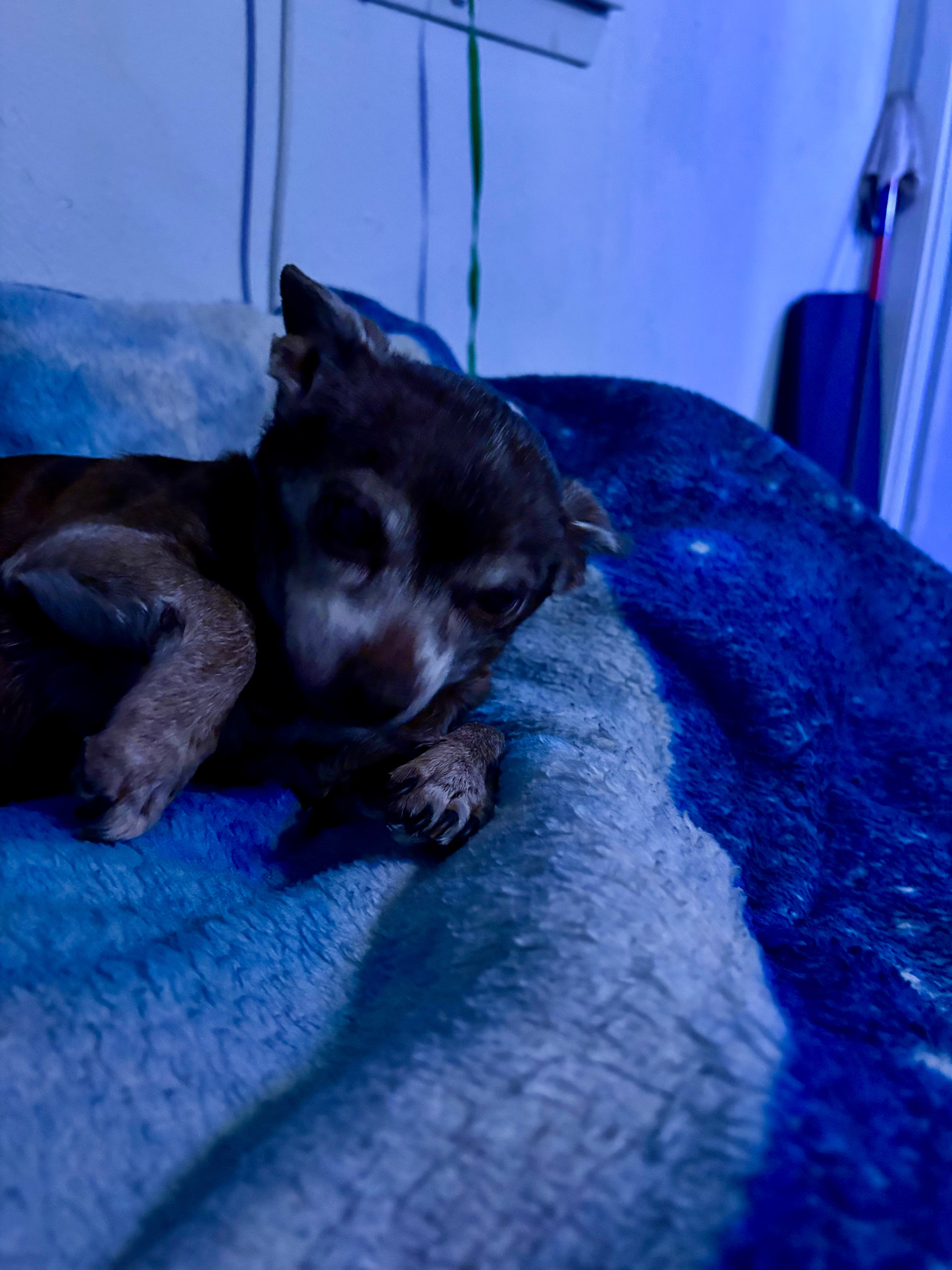 Help Tazzie Get Urgent Vet Care campaign photo, 5 of 8
