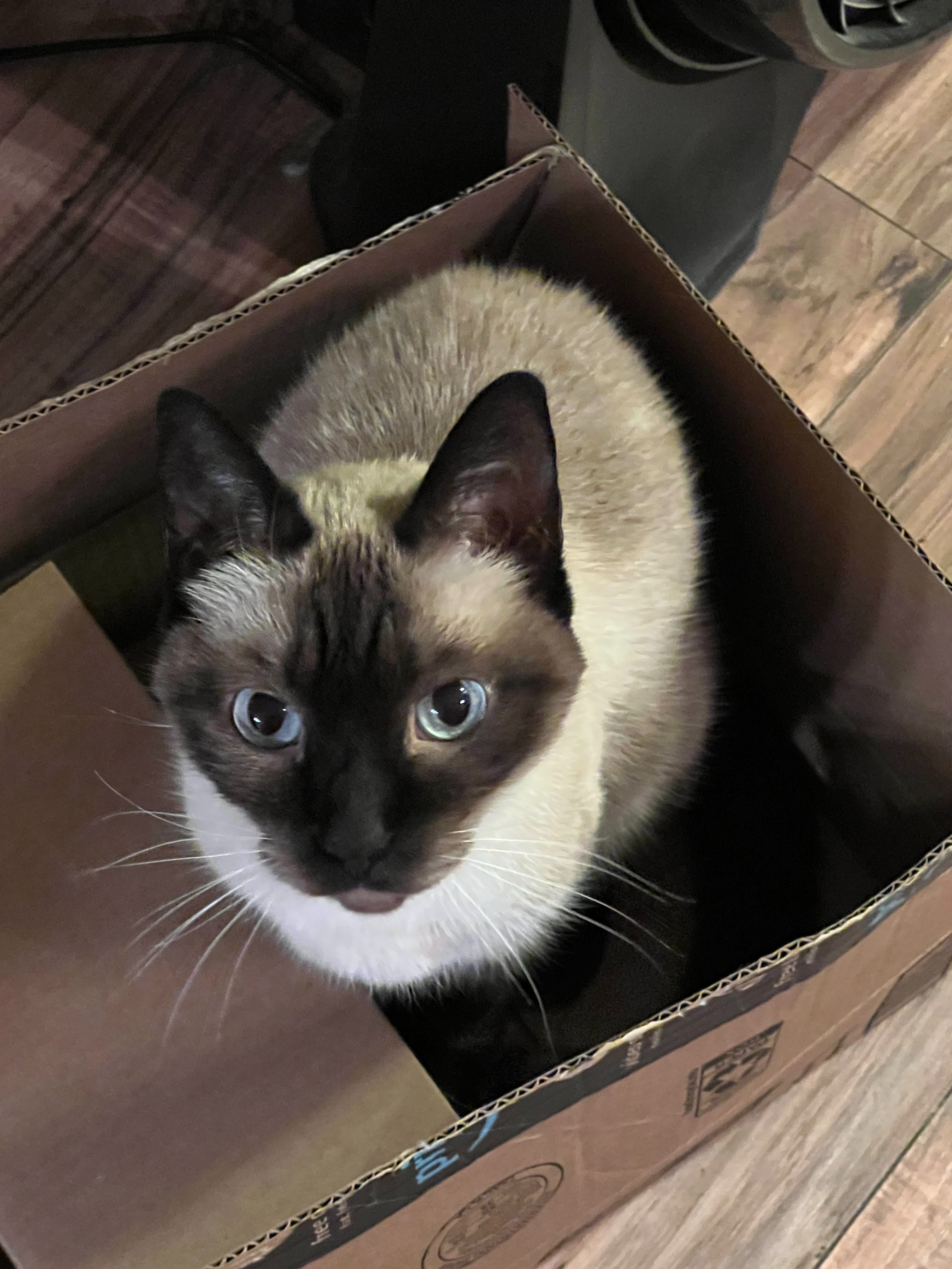 Help Zelda Get the Vet Care She Needs campaign photo, 2 of 8