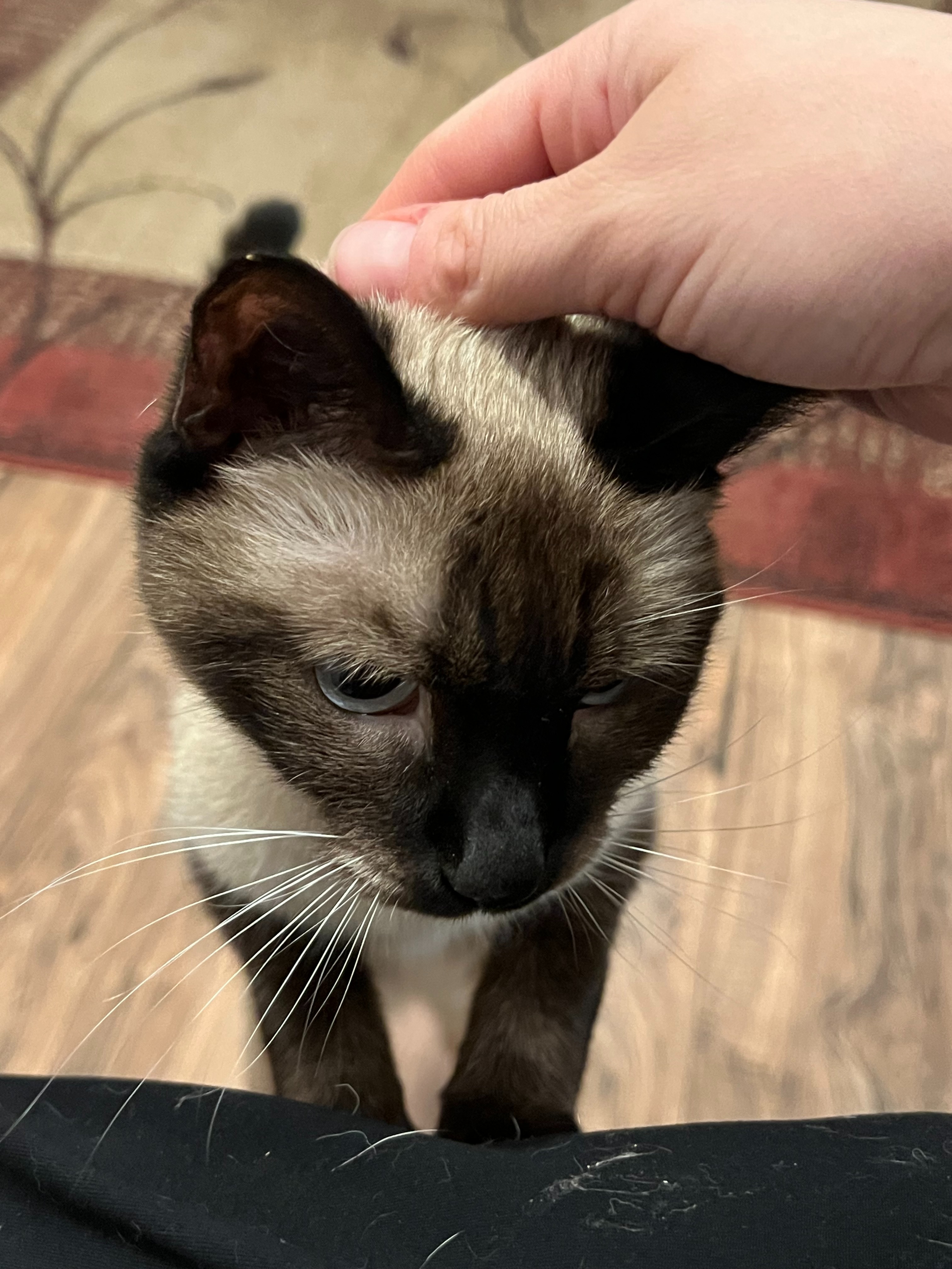 Help Zelda Get the Vet Care She Needs campaign photo, 4 of 8
