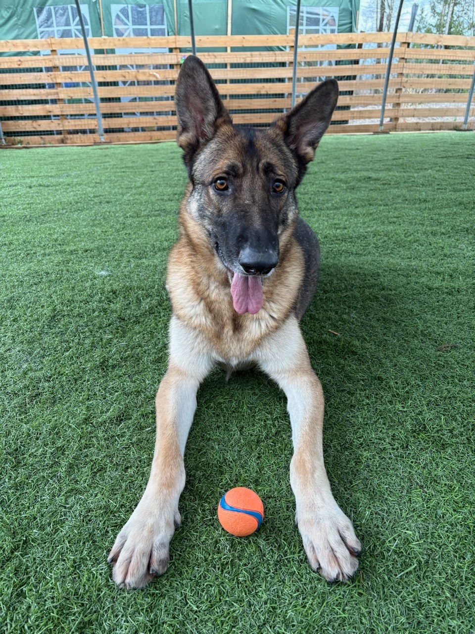 Keep Ringo Safe— $5,800 Needed to Save His Shelter Placement campaign photo, 2 of 4