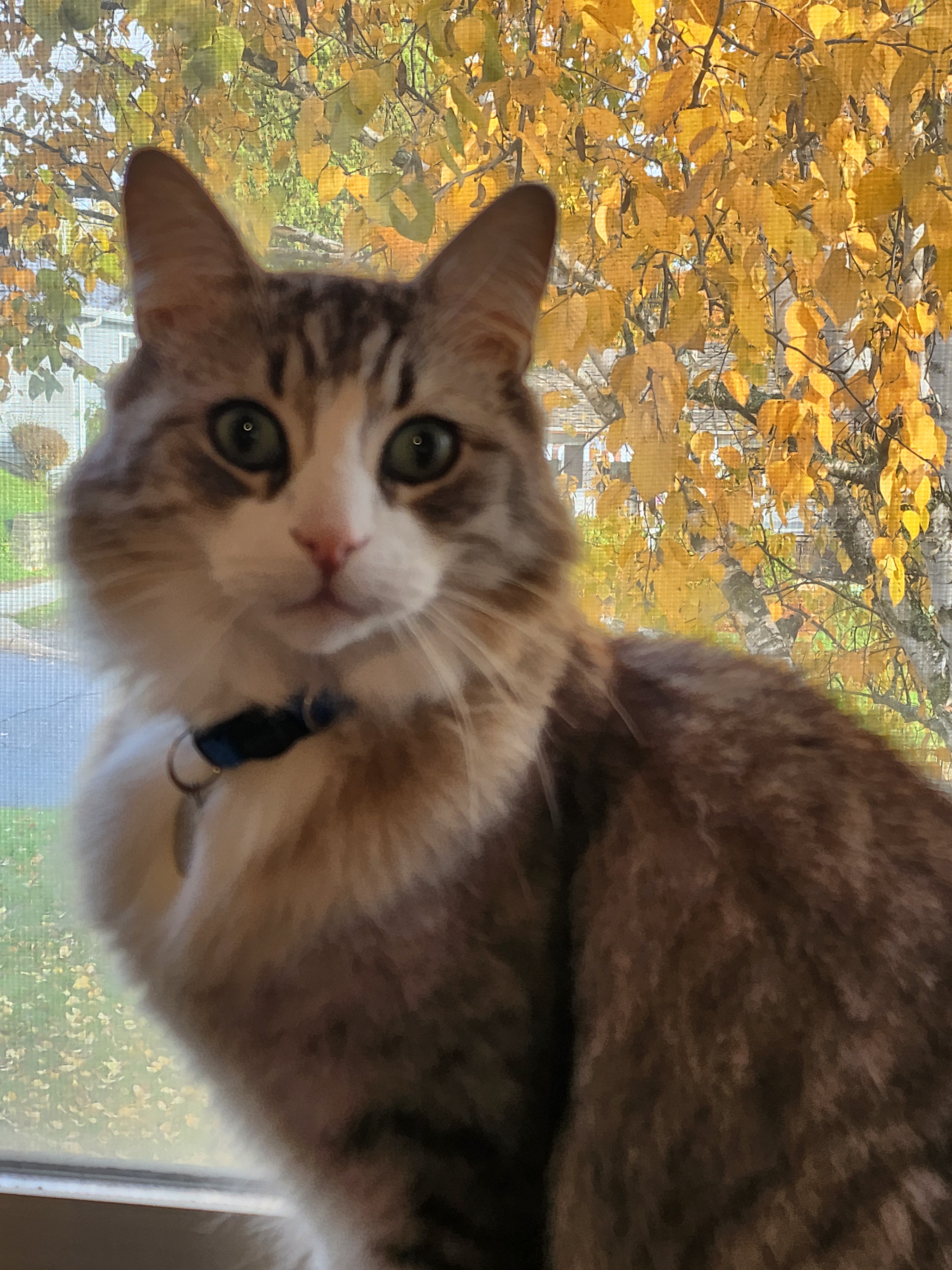 Help us pay for Darby's dental surgery campaign photo, 7 of 7