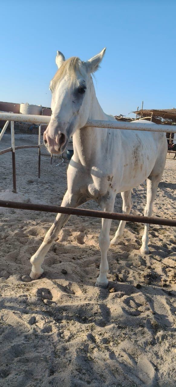 De vergeten paarden in Hurghada Egypte (gesloten!) campaign photo, 6 of 6