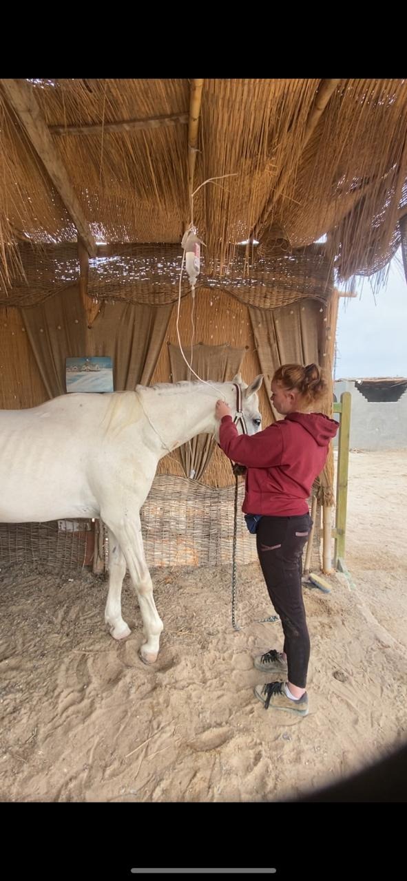 De vergeten paarden in Hurghada Egypte (gesloten!) campaign photo, 2 of 6
