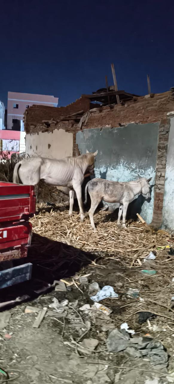 De vergeten paarden in Hurghada Egypte (gesloten!) campaign photo, 4 of 6