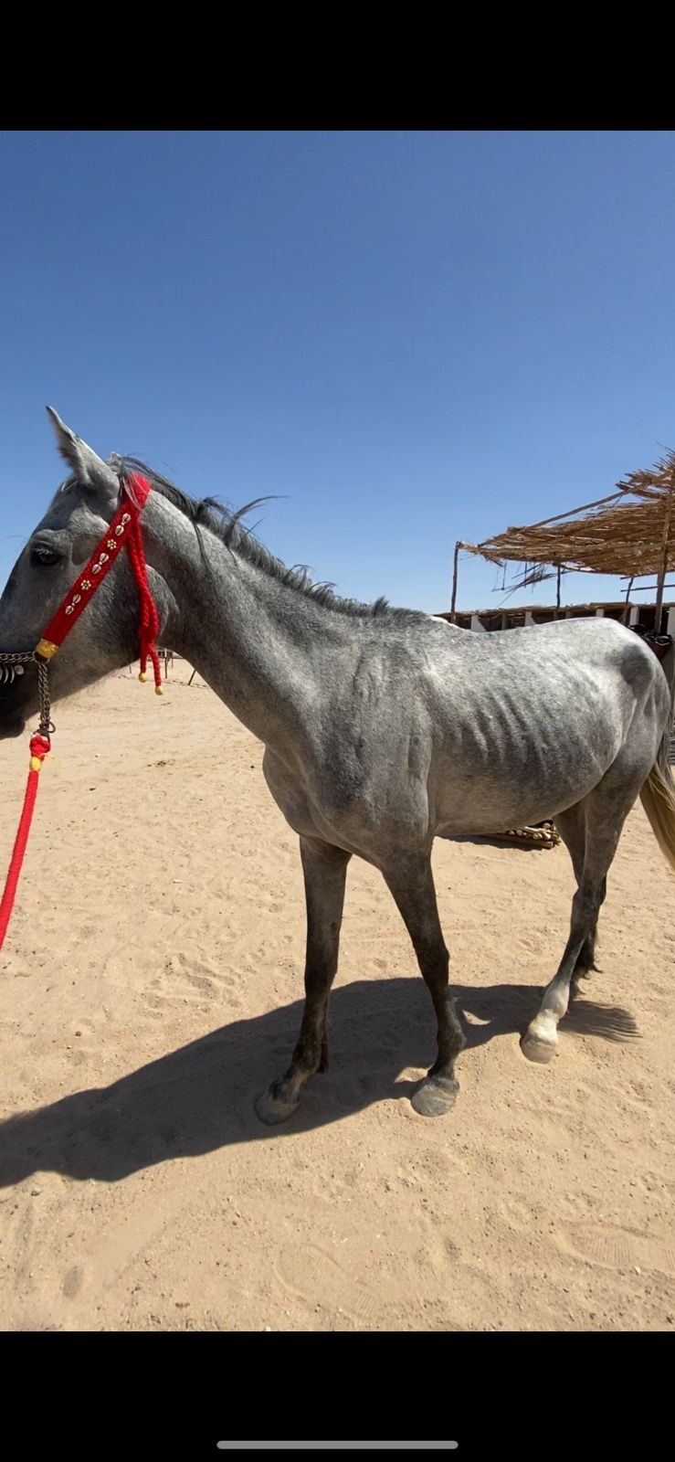 De vergeten paarden in Hurghada Egypte (gesloten!) campaign photo, 5 of 6