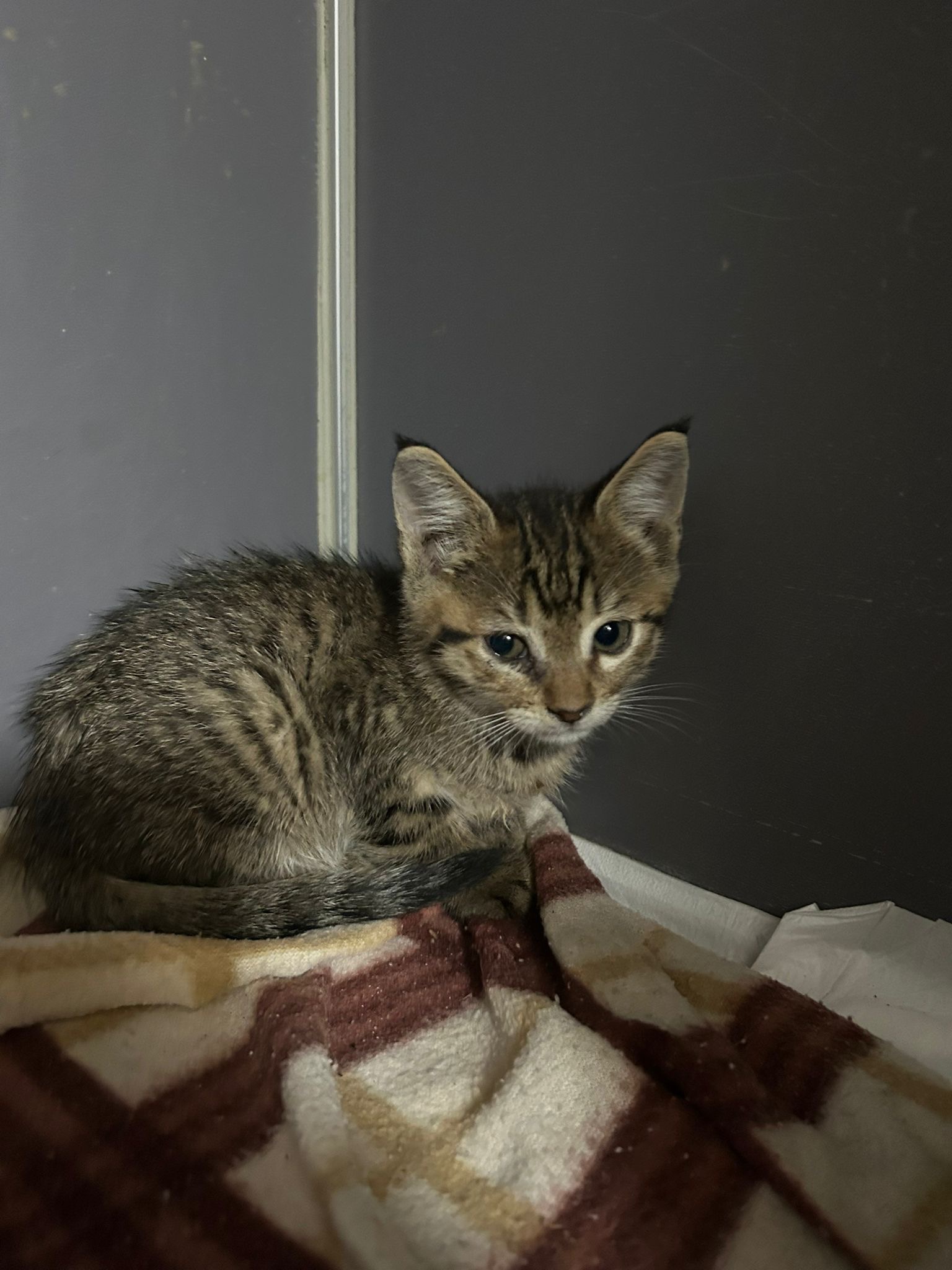 Help Hilal Save Stray Cats in Turkey campaign photo, 6 of 6