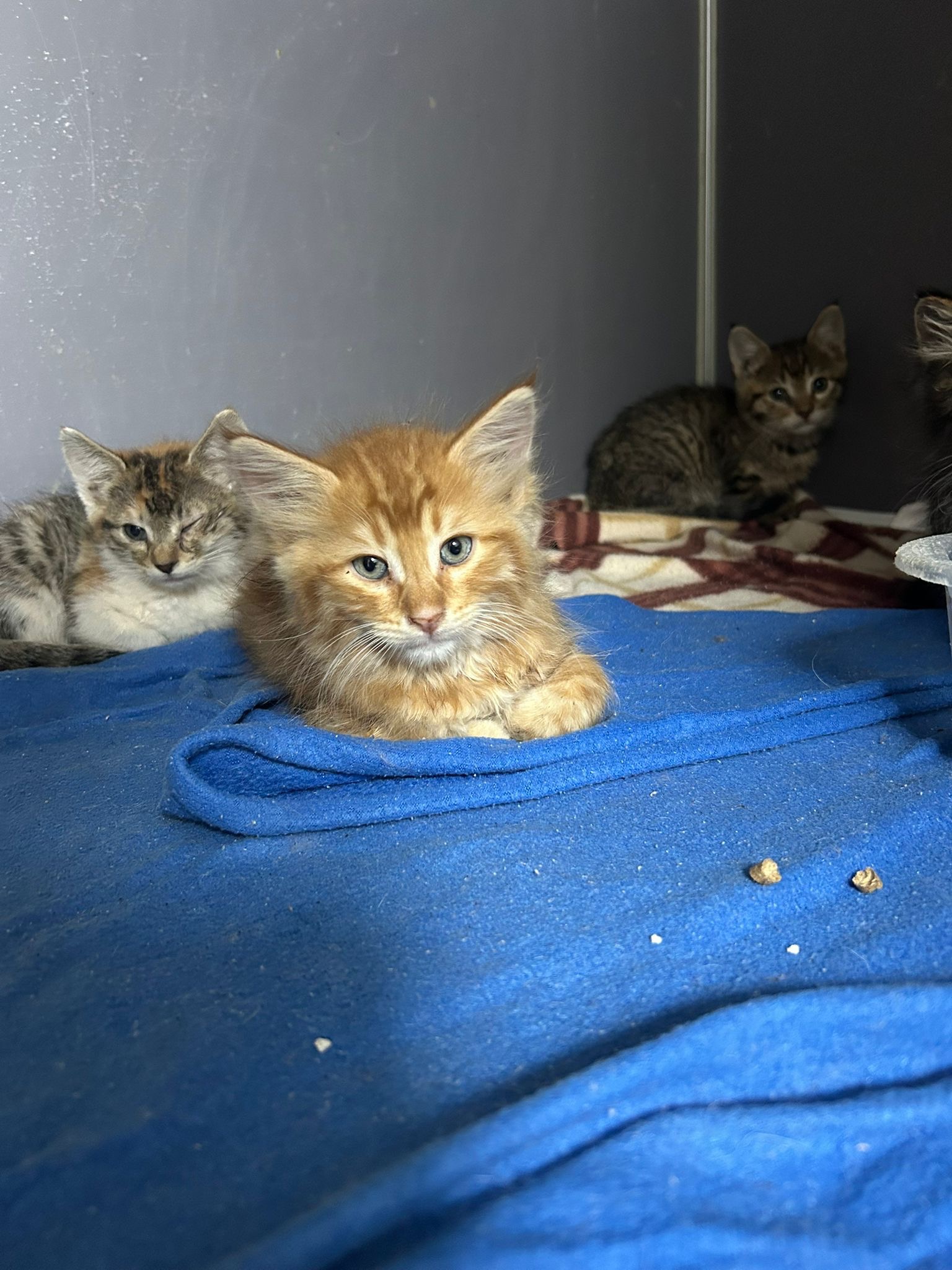 Help Hilal Save Stray Cats in Turkey campaign photo, 2 of 6