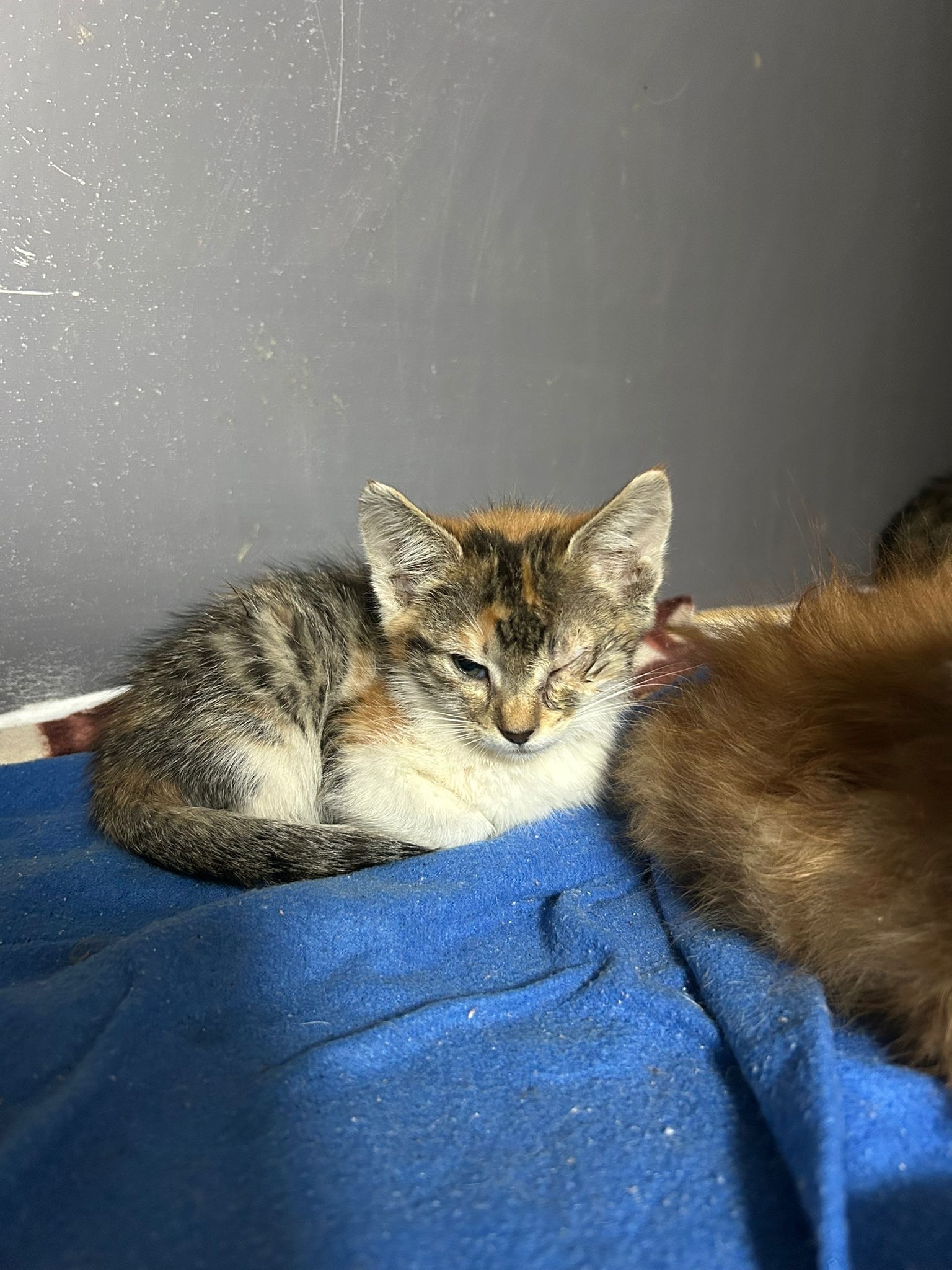 Help Hilal Save Stray Cats in Turkey campaign photo, 4 of 6