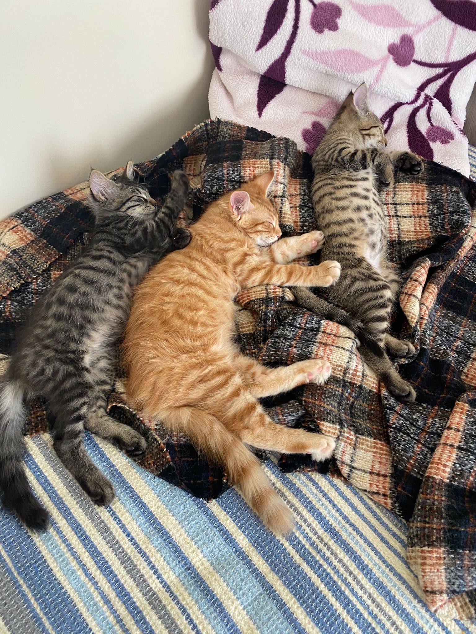 Help Hilal Save Stray Cats in Turkey campaign photo, 5 of 6