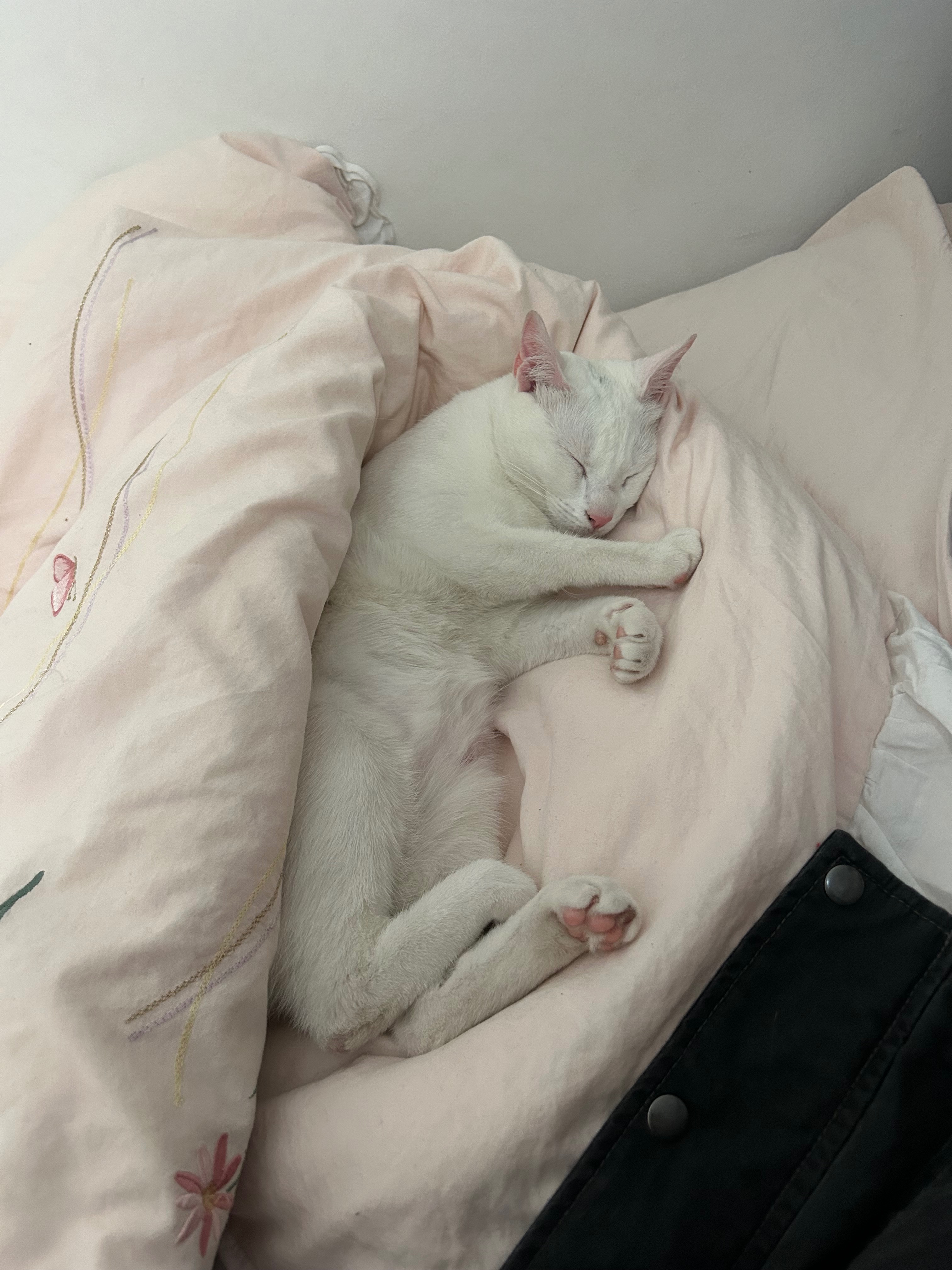 Snowy, 1 año, necesita tratamiento urgente para sobrevivir campaign photo, 4 of 7