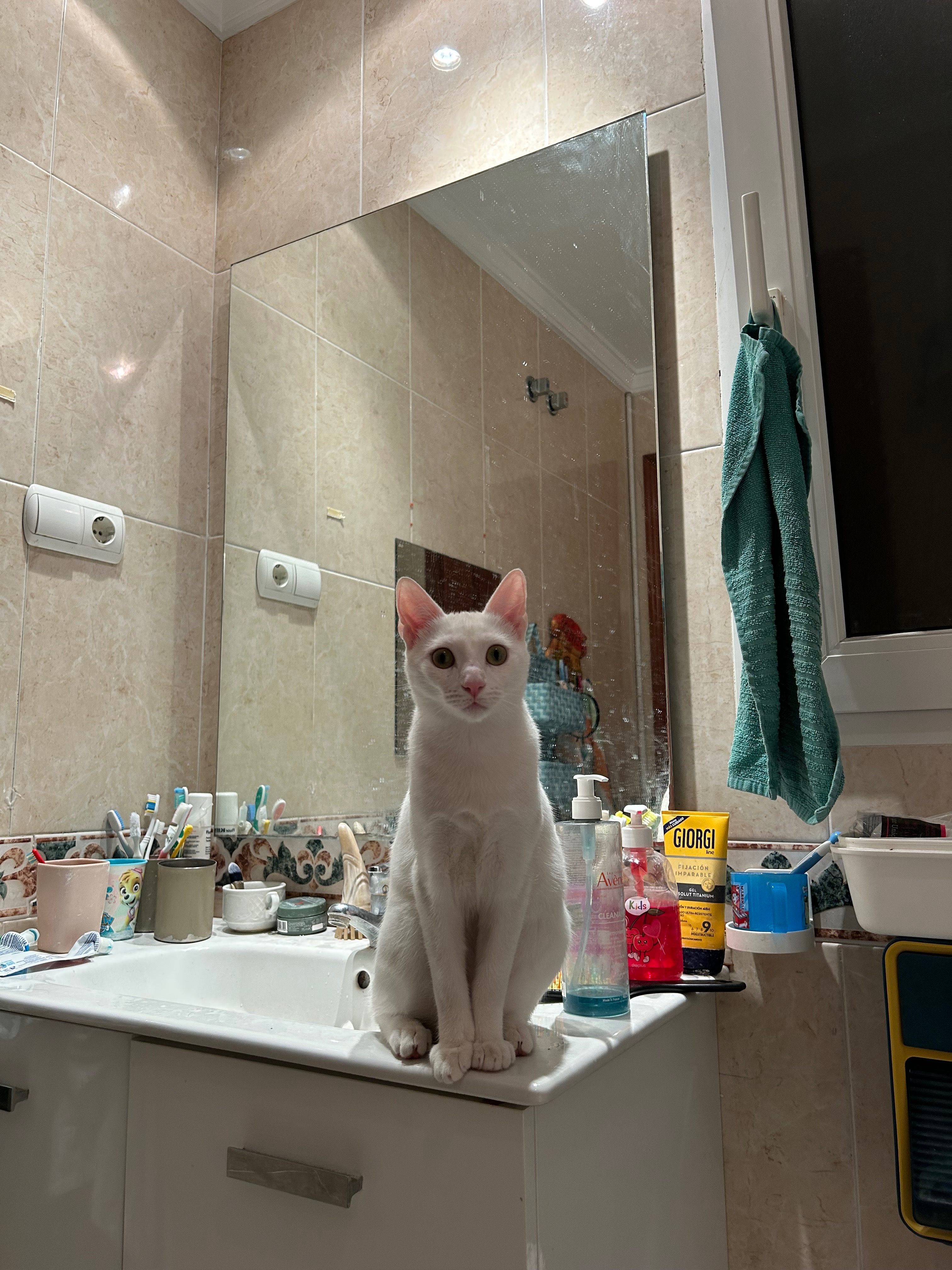 Snowy, 1 año, necesita tratamiento urgente para sobrevivir campaign photo, 5 of 7