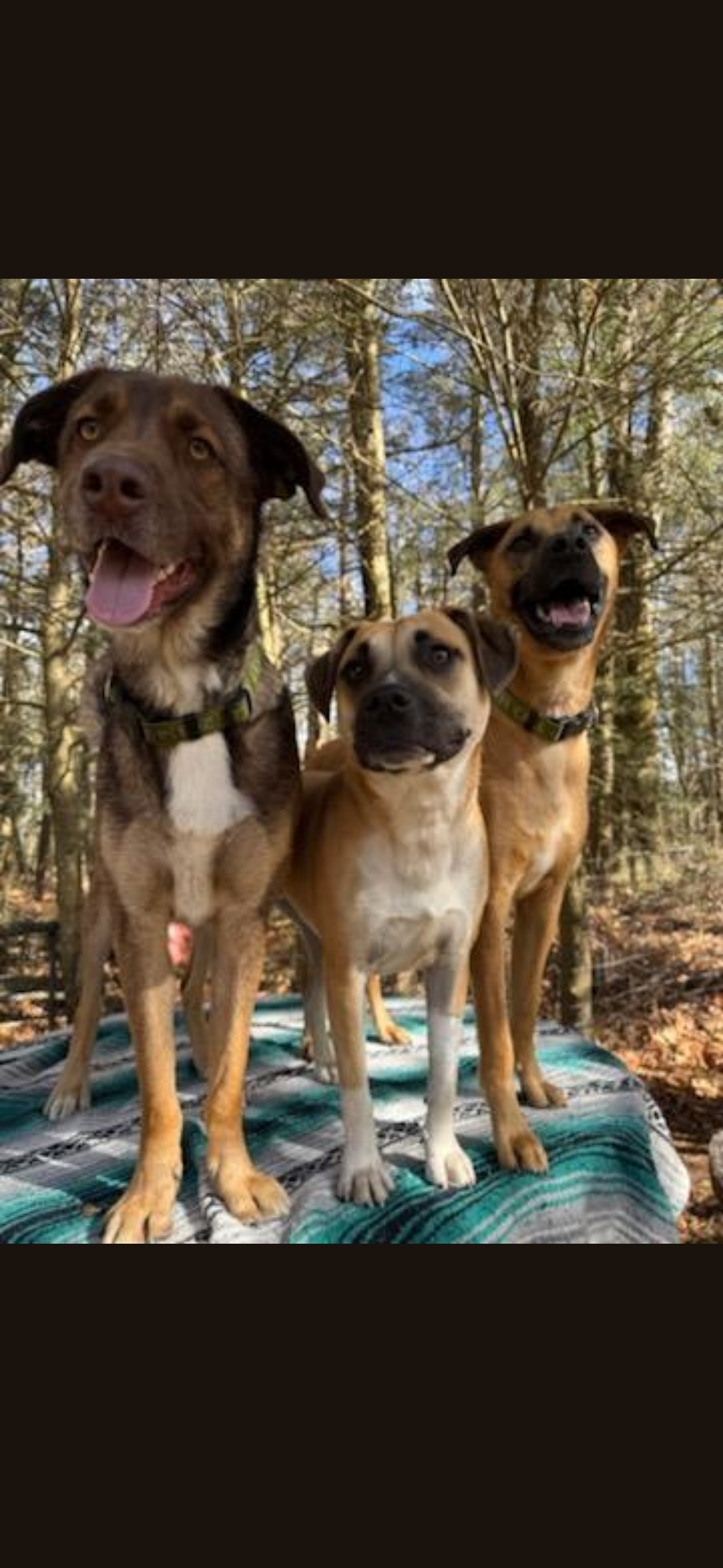 Help Sue Keep the Doggie School Bus Running for our pups!! campaign photo, 2 of 5