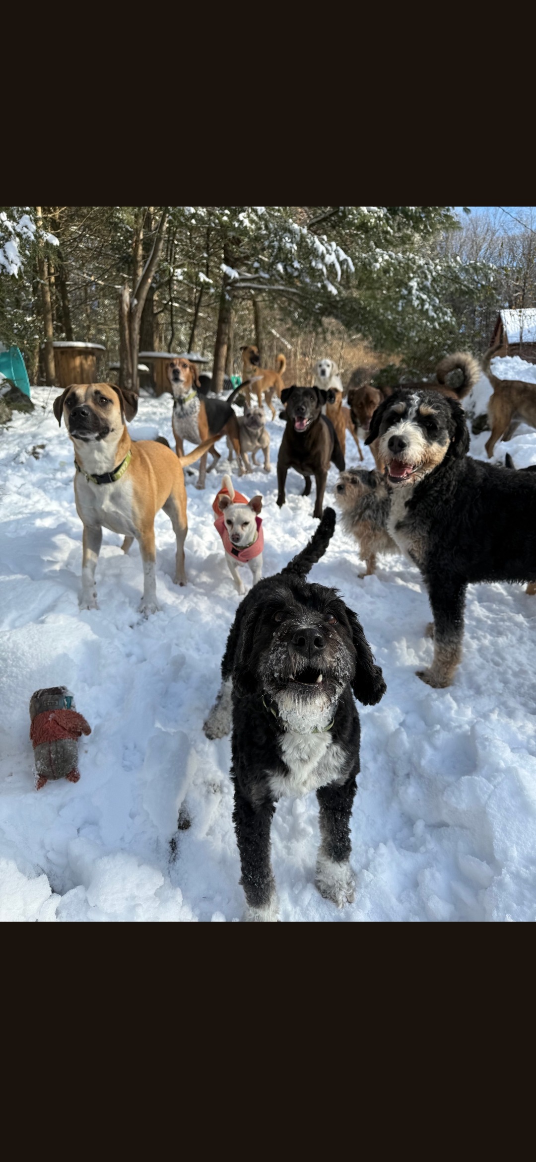 Help Sue Keep the Doggie School Bus Running for our pups!! campaign photo, 4 of 5