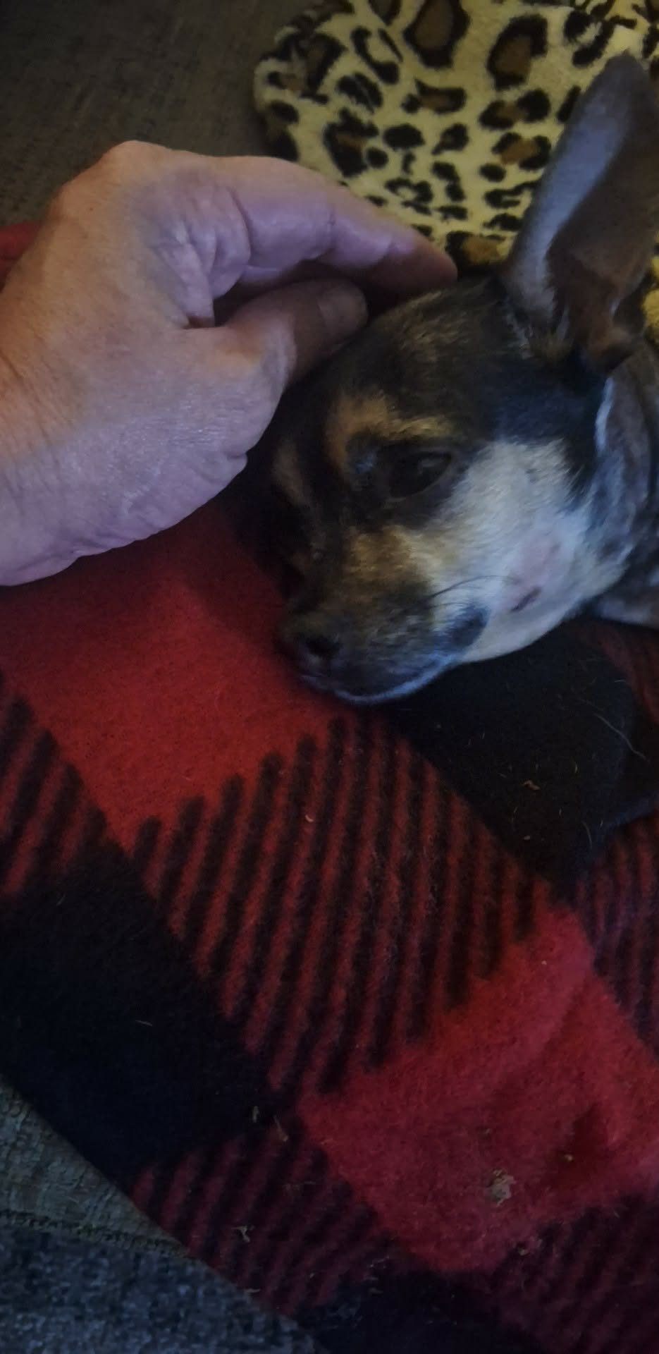 Help Thor Recover from a Terrible Attack campaign photo, 2 of 8