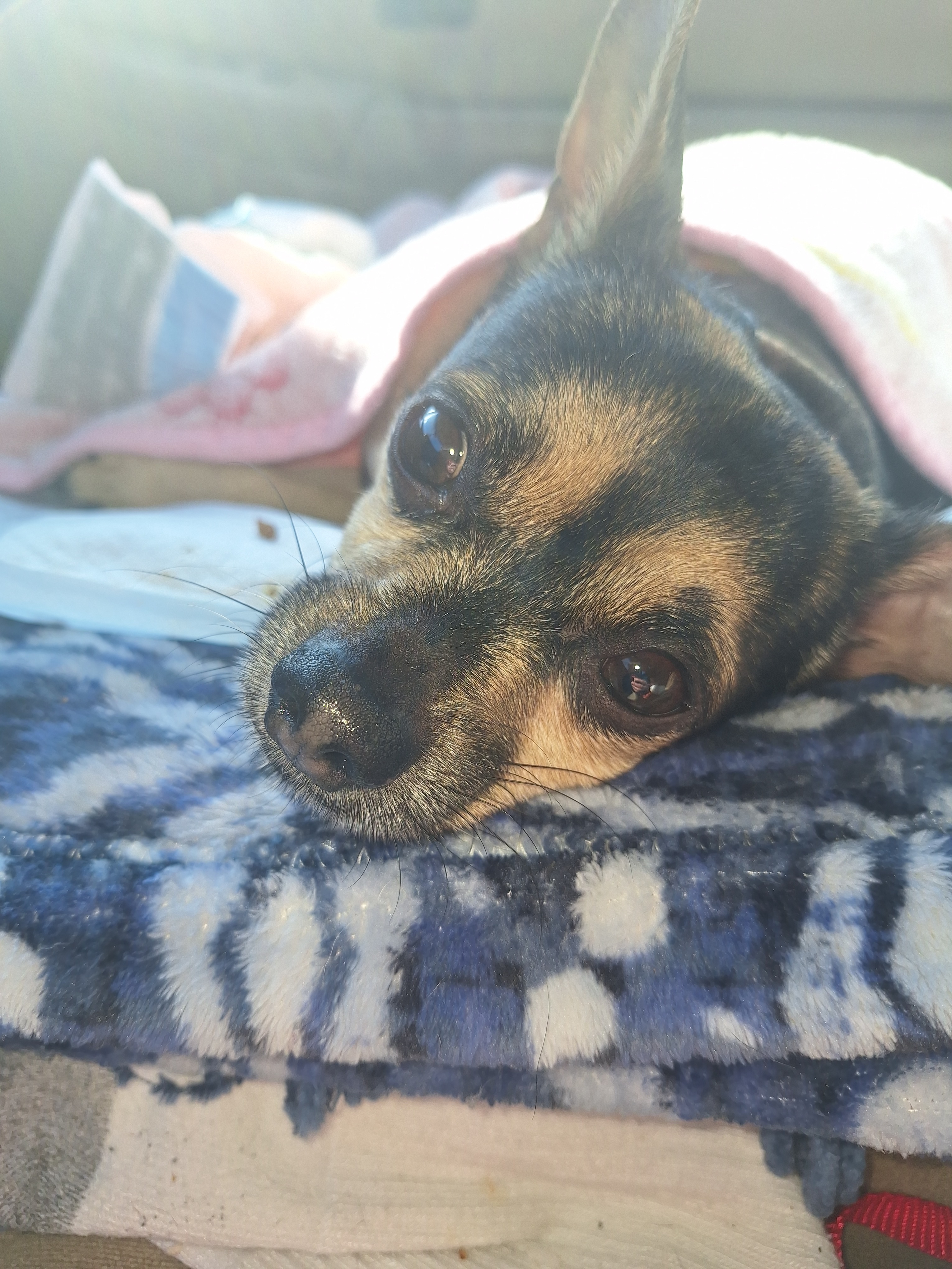 Help Thor Recover from a Terrible Attack campaign photo, 4 of 8