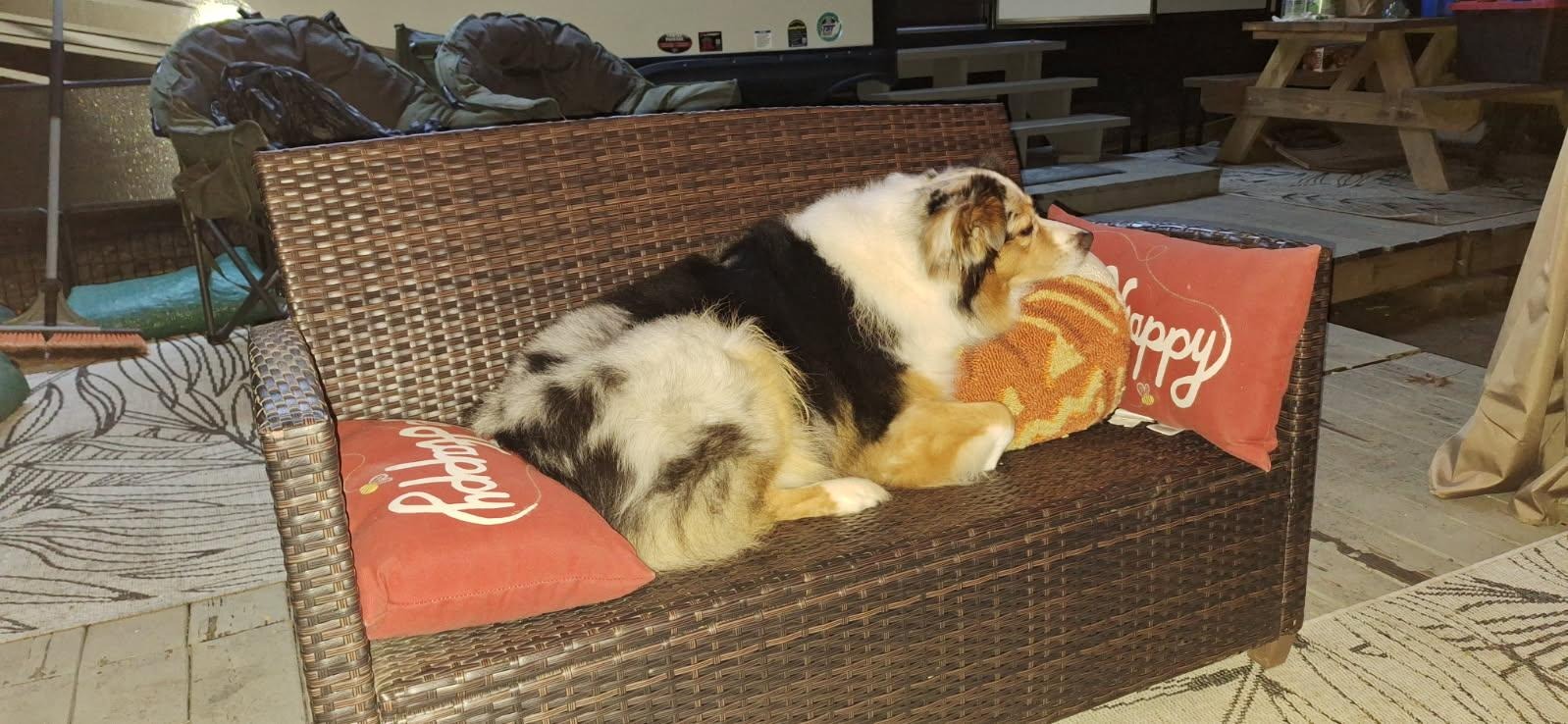 Help Chance Recover from Emergency Vet Visit campaign photo, 2 of 4
