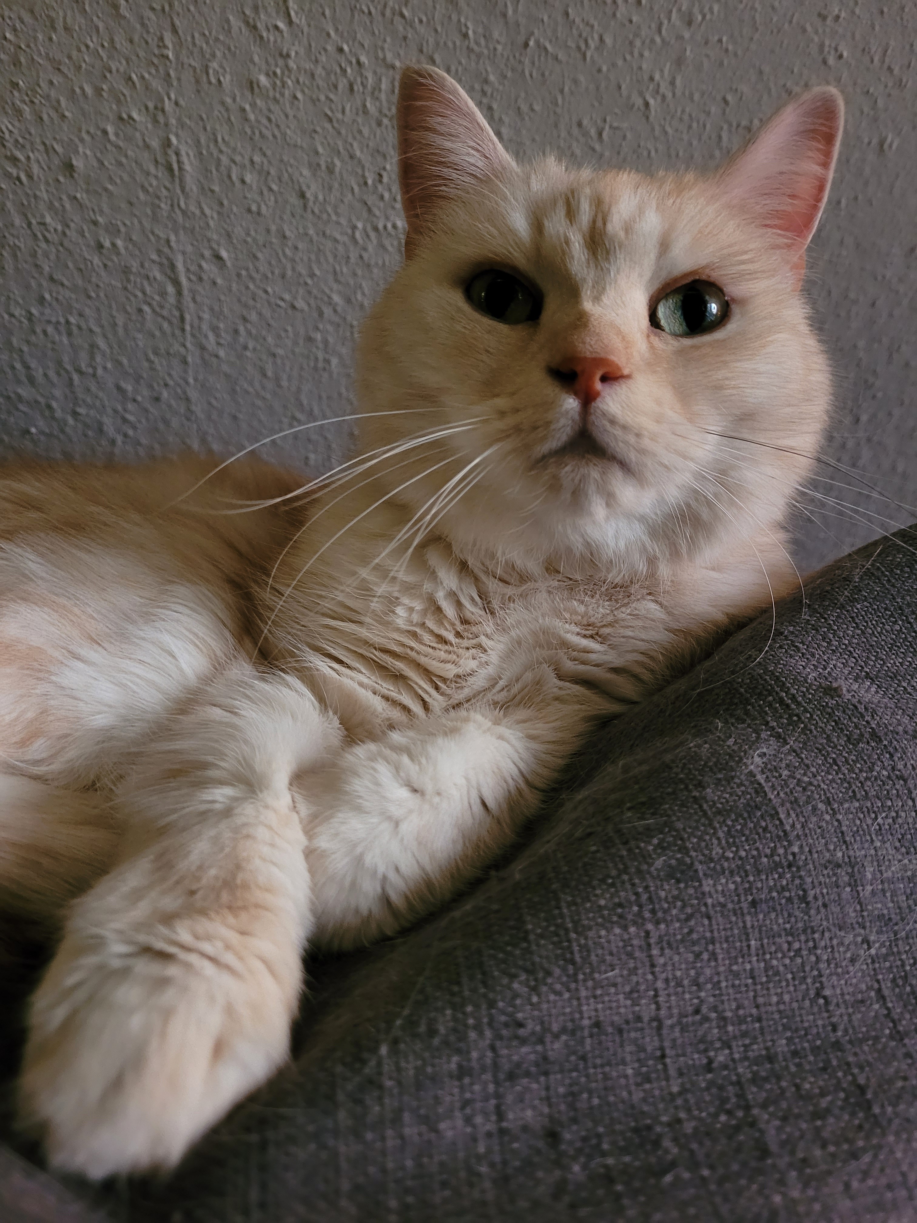 Kleiner Kater mit großem Herzen campaign photo, 4 of 5