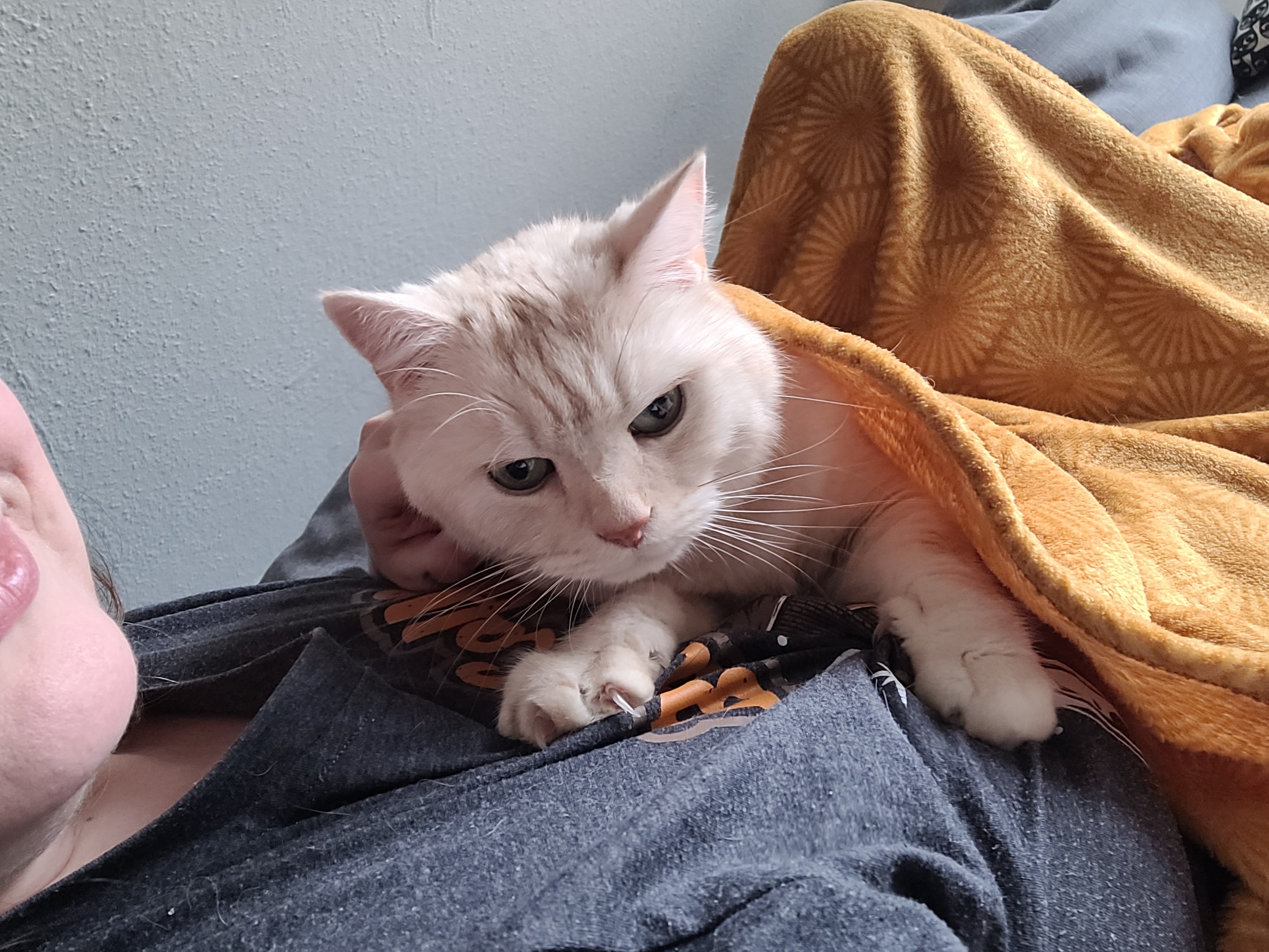 Kleiner Kater mit großem Herzen campaign photo, 2 of 5