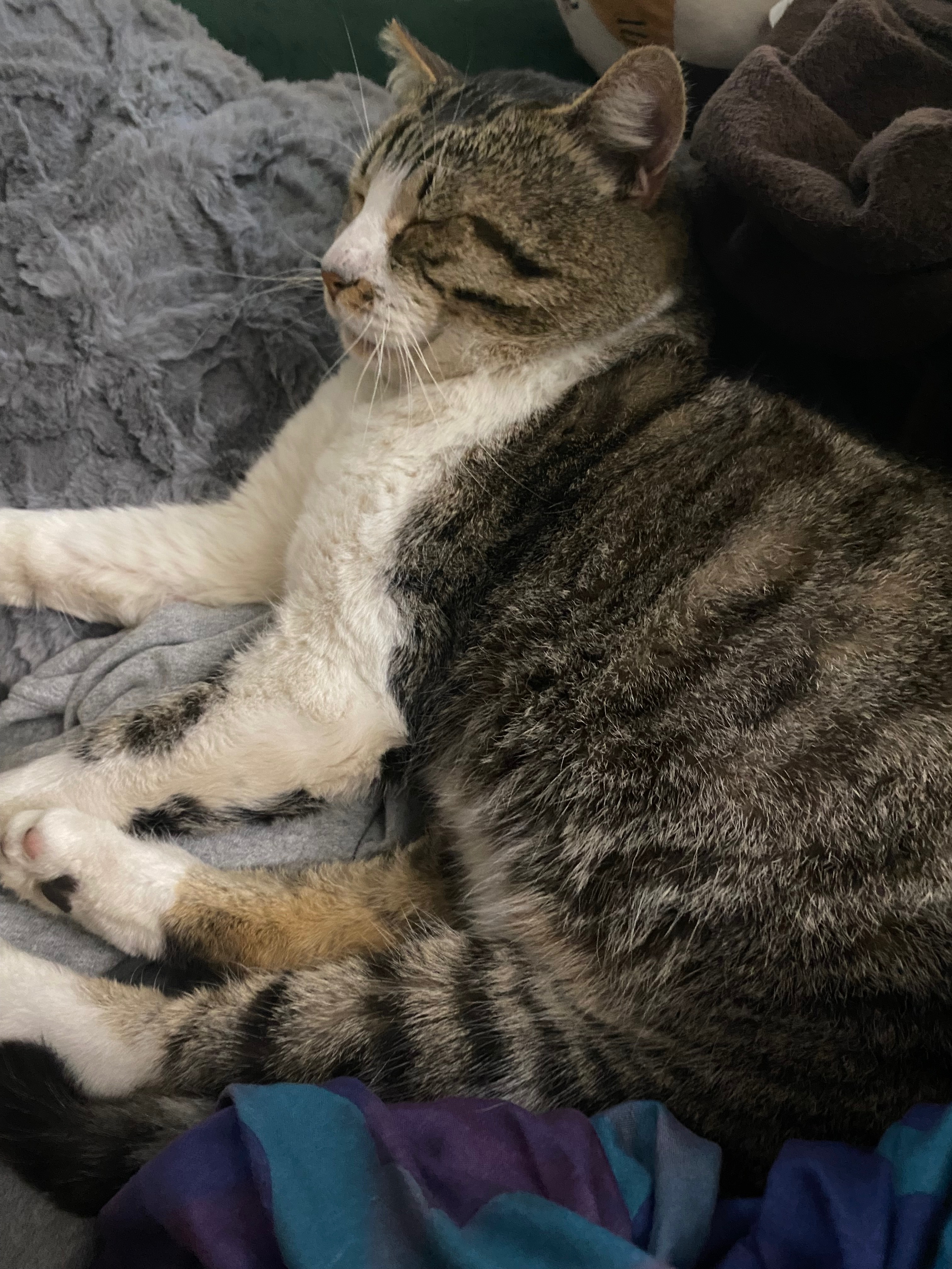 Help Milkyway Get to the Vet campaign photo, 4 of 5