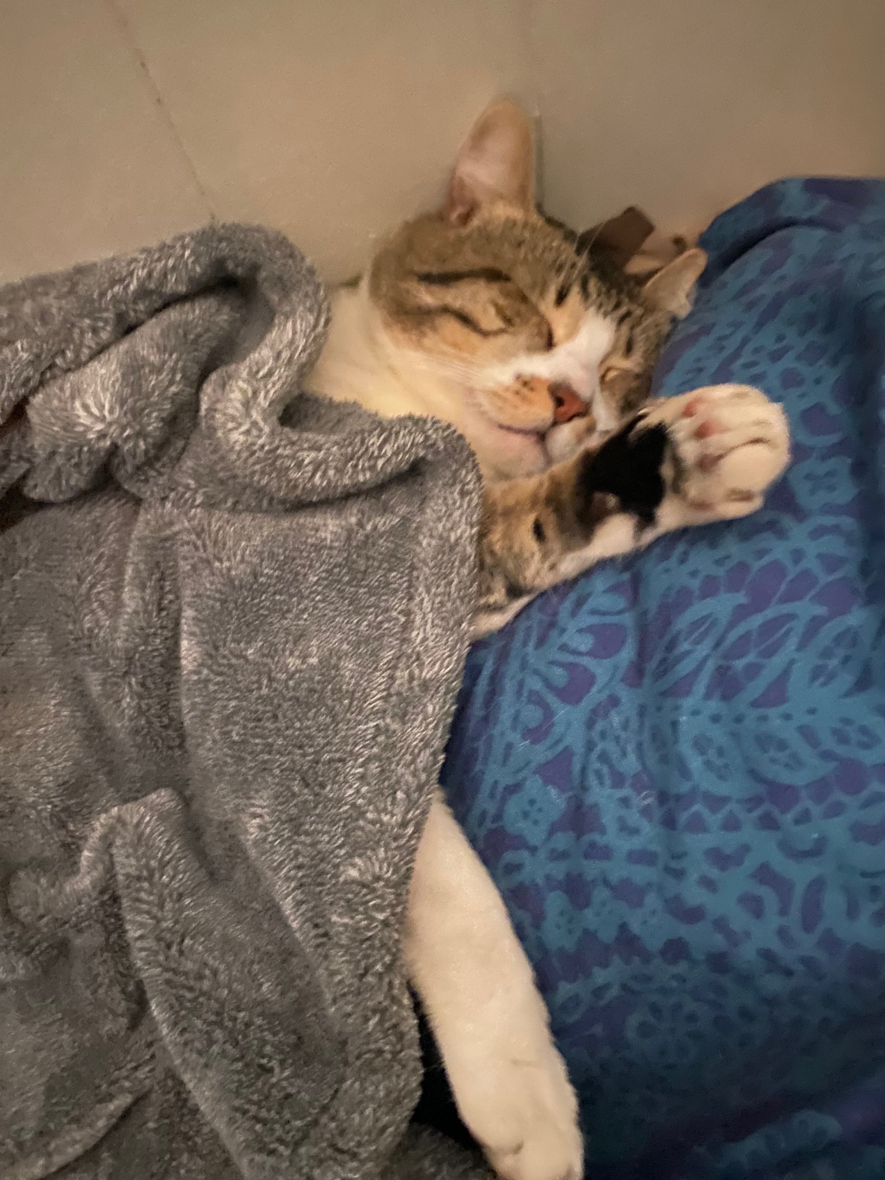 Help Milkyway Get to the Vet campaign photo, 2 of 5