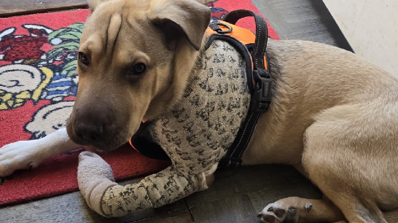 Ayuda por favor máx lo necesita
Please help, photo