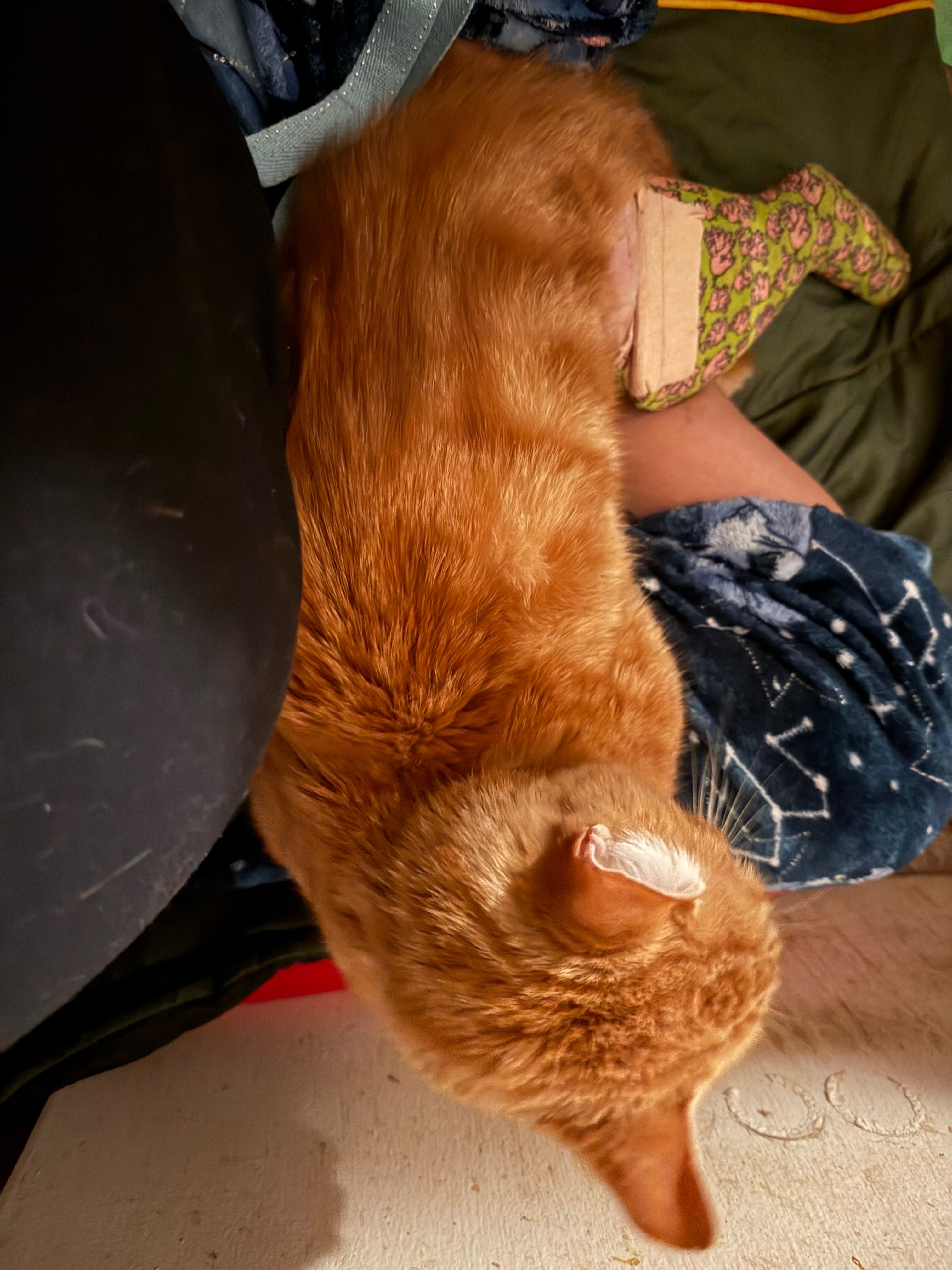 Help Save Target, My Support Cat campaign photo, 2 of 4