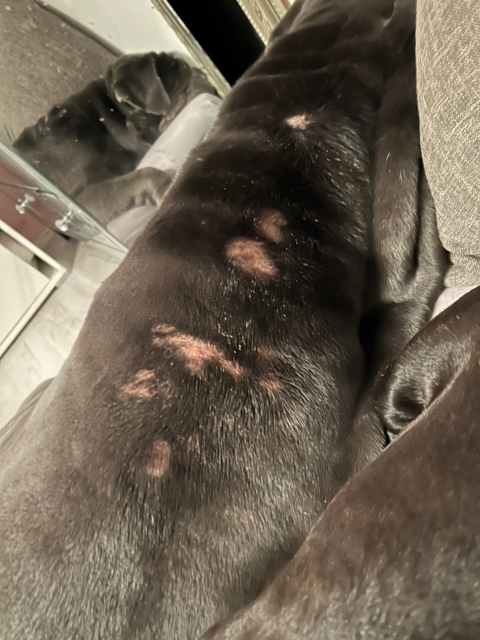 #Tierschutz_Gnadenhof_braucht _dringend_Weihnachtswunder campaign photo, 2 of 8