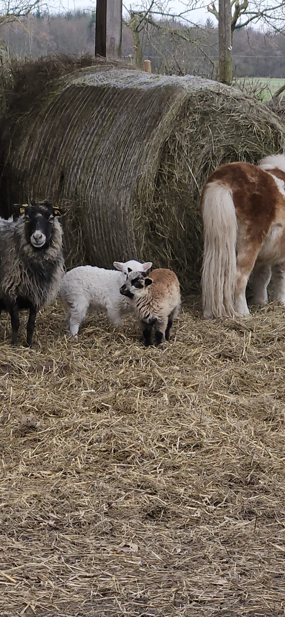 #Tierschutz_Gnadenhof_braucht _dringend_Weihnachtswunder campaign photo, 6 of 8
