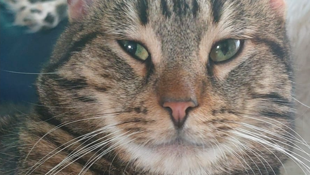 Hulp hond en kat ptss en pijn photo