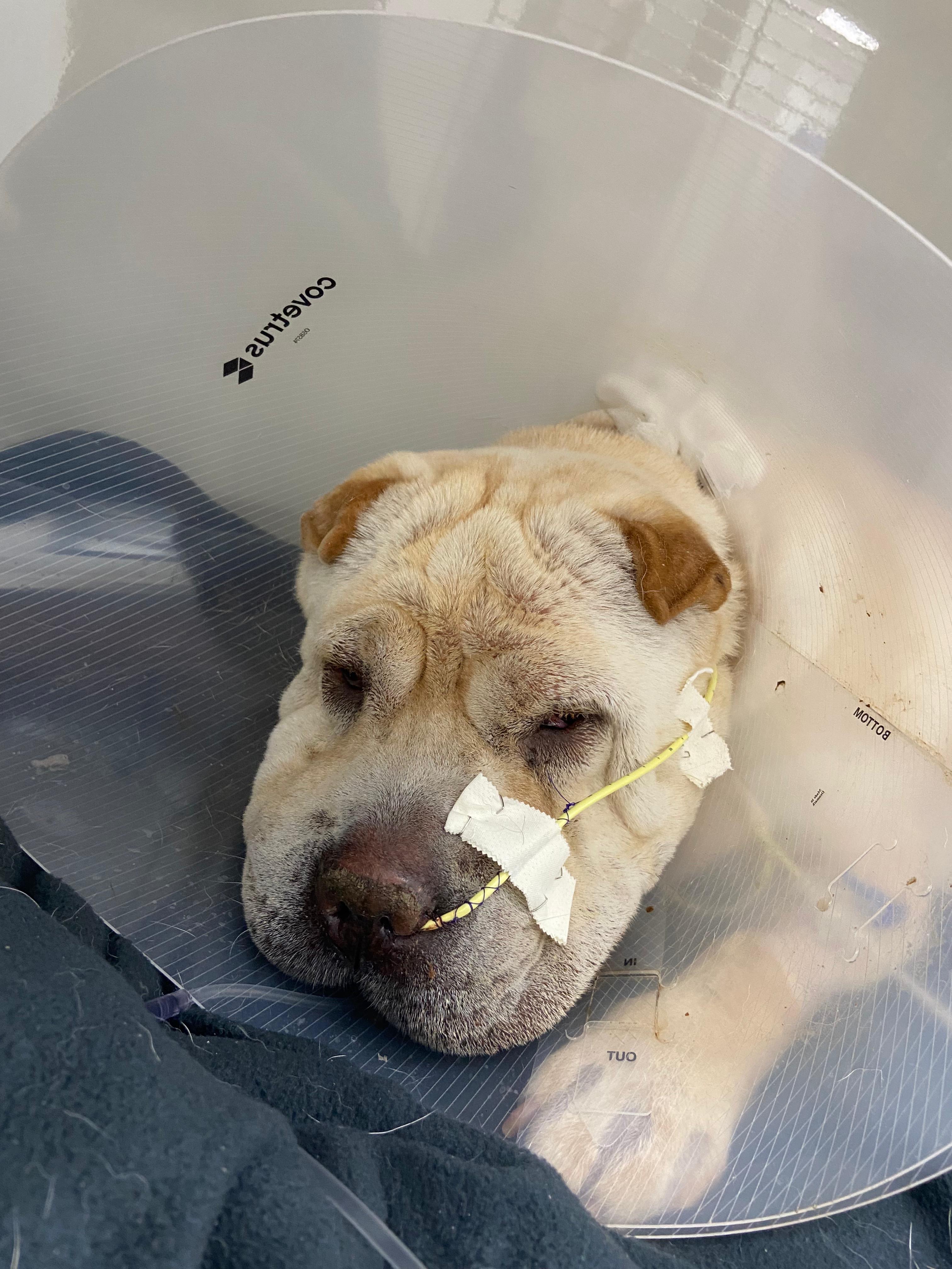 Help Stormi Get Lifesaving Dialysis campaign photo, 2 of 7