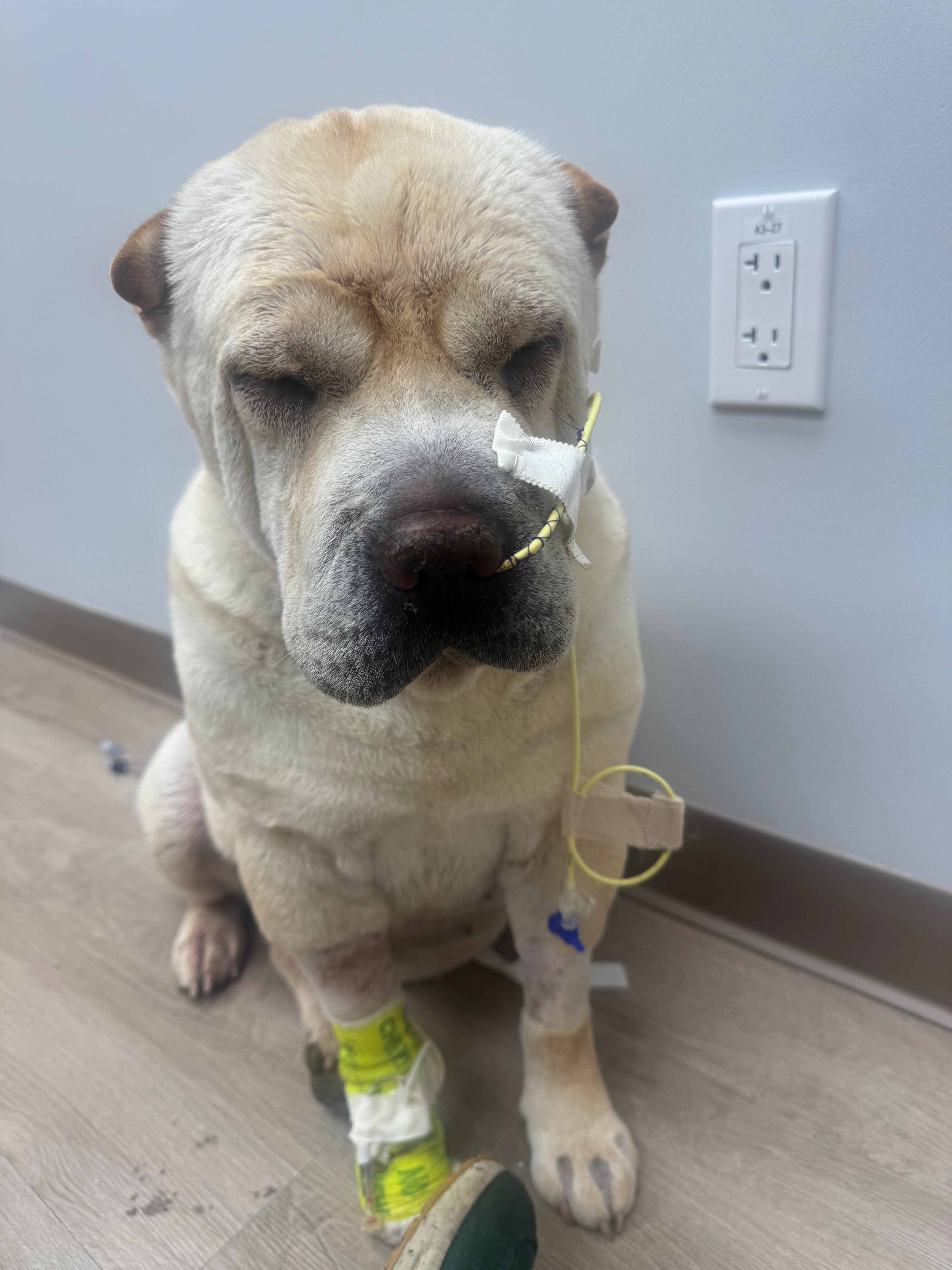 Help Stormi Get Lifesaving Dialysis campaign photo, 5 of 7