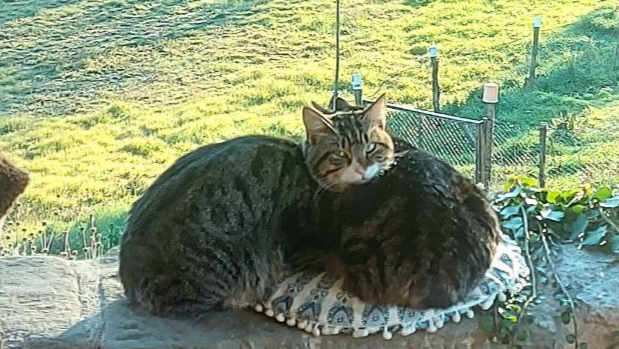 Aiuta i gatti abbandonati in Umbria! photo