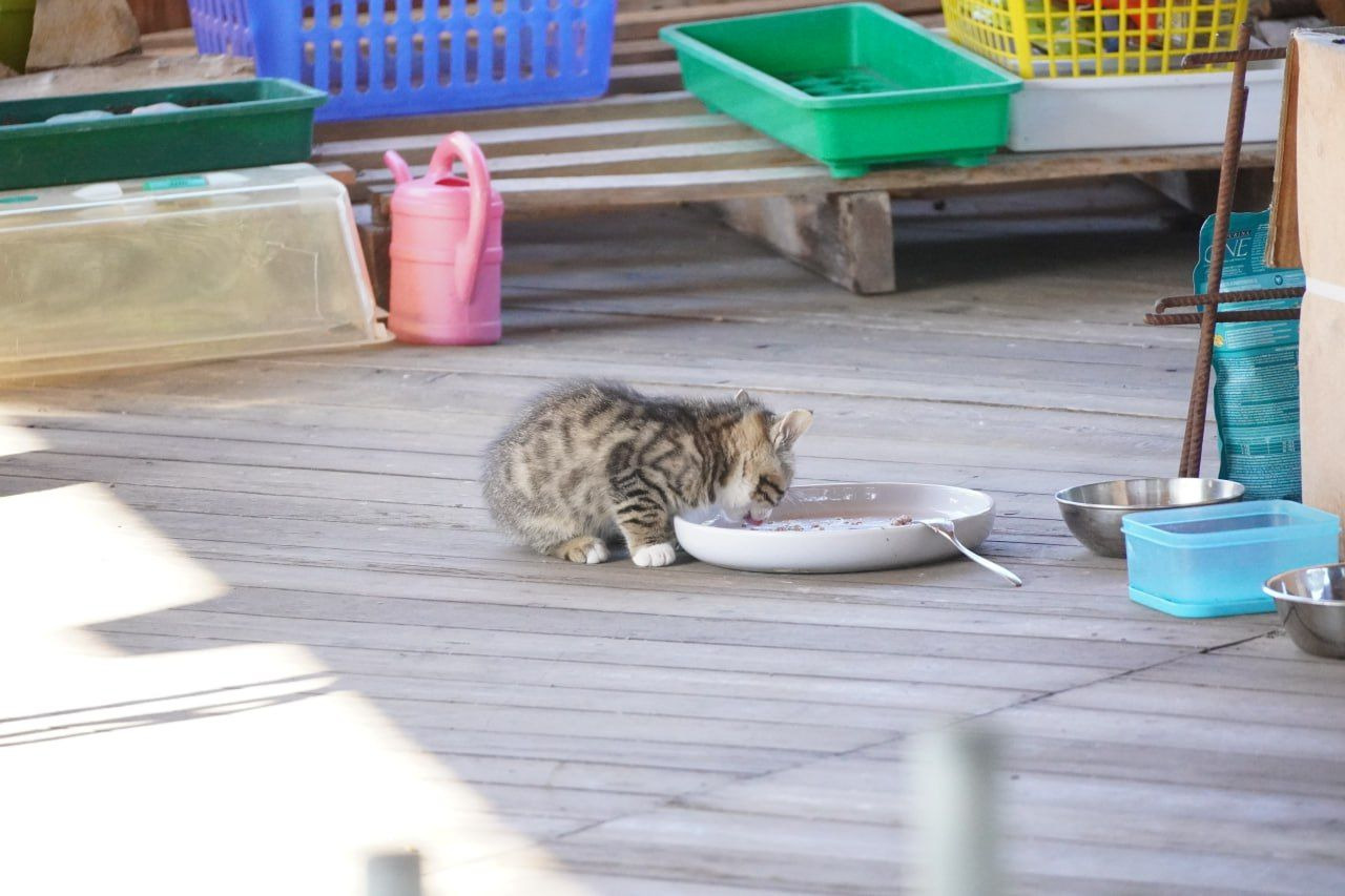 Aiuta i gatti abbandonati in Umbria! campaign photo, 4 of 8