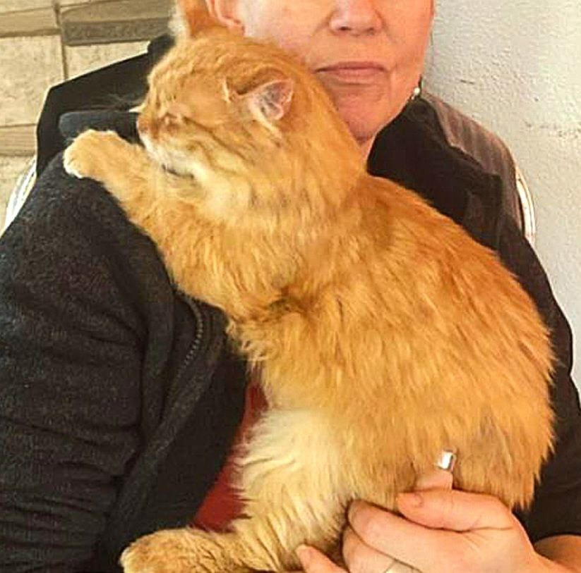 Aiuta i gatti abbandonati in Umbria! campaign photo, 5 of 8