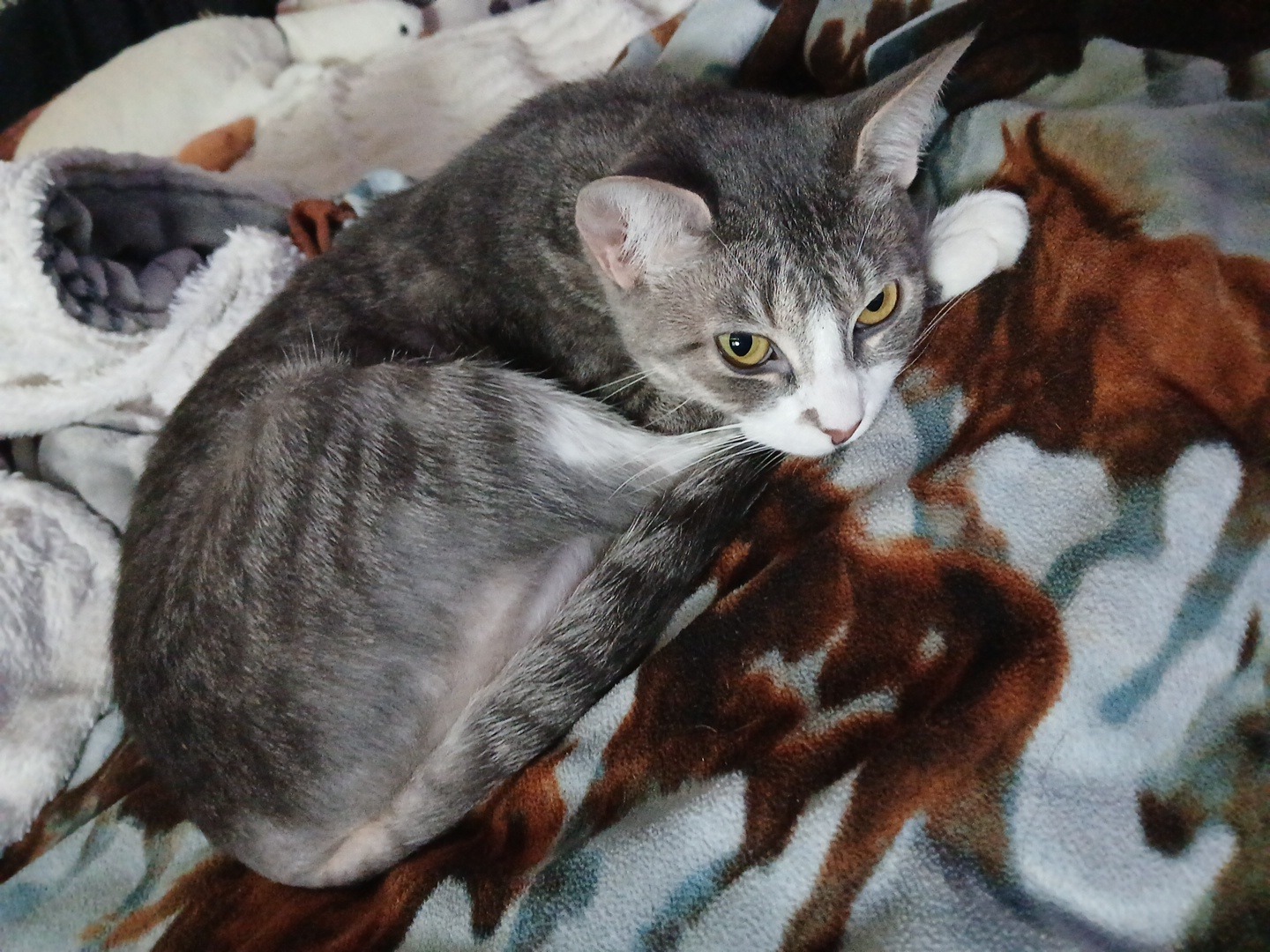 Help Save Bittons: Emergency Surgery Needed campaign photo, 7 of 8