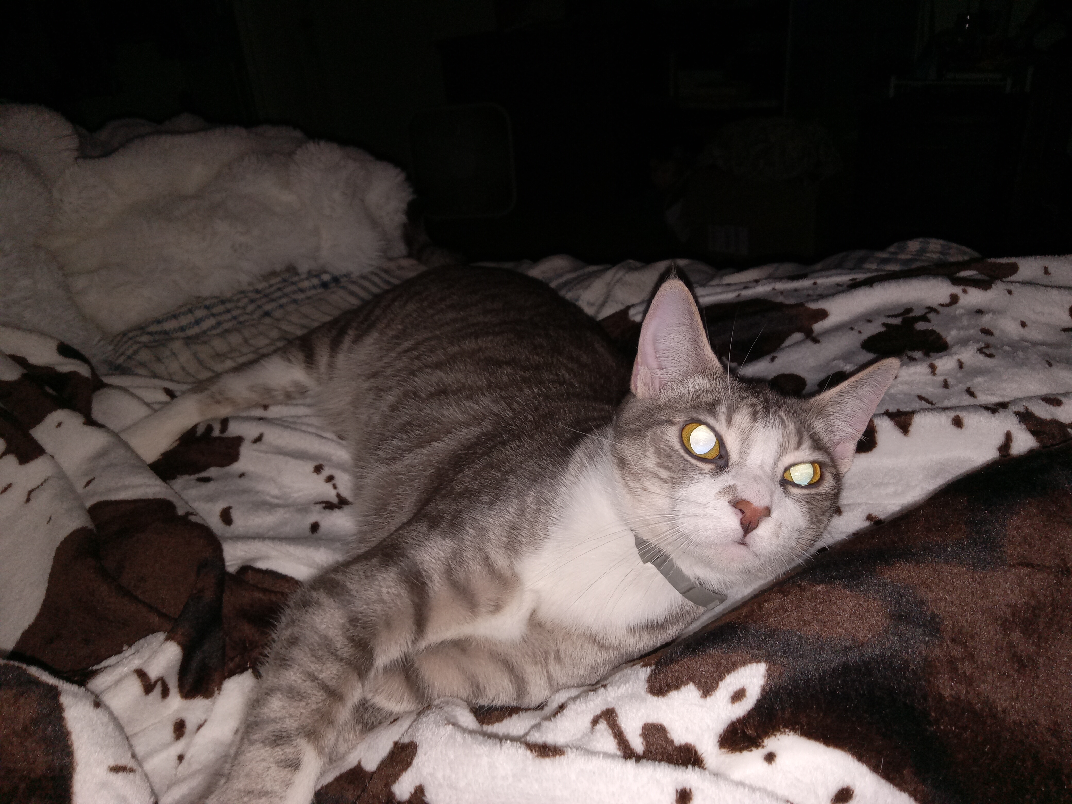Help Save Bittons: Emergency Surgery Needed campaign photo, 2 of 8
