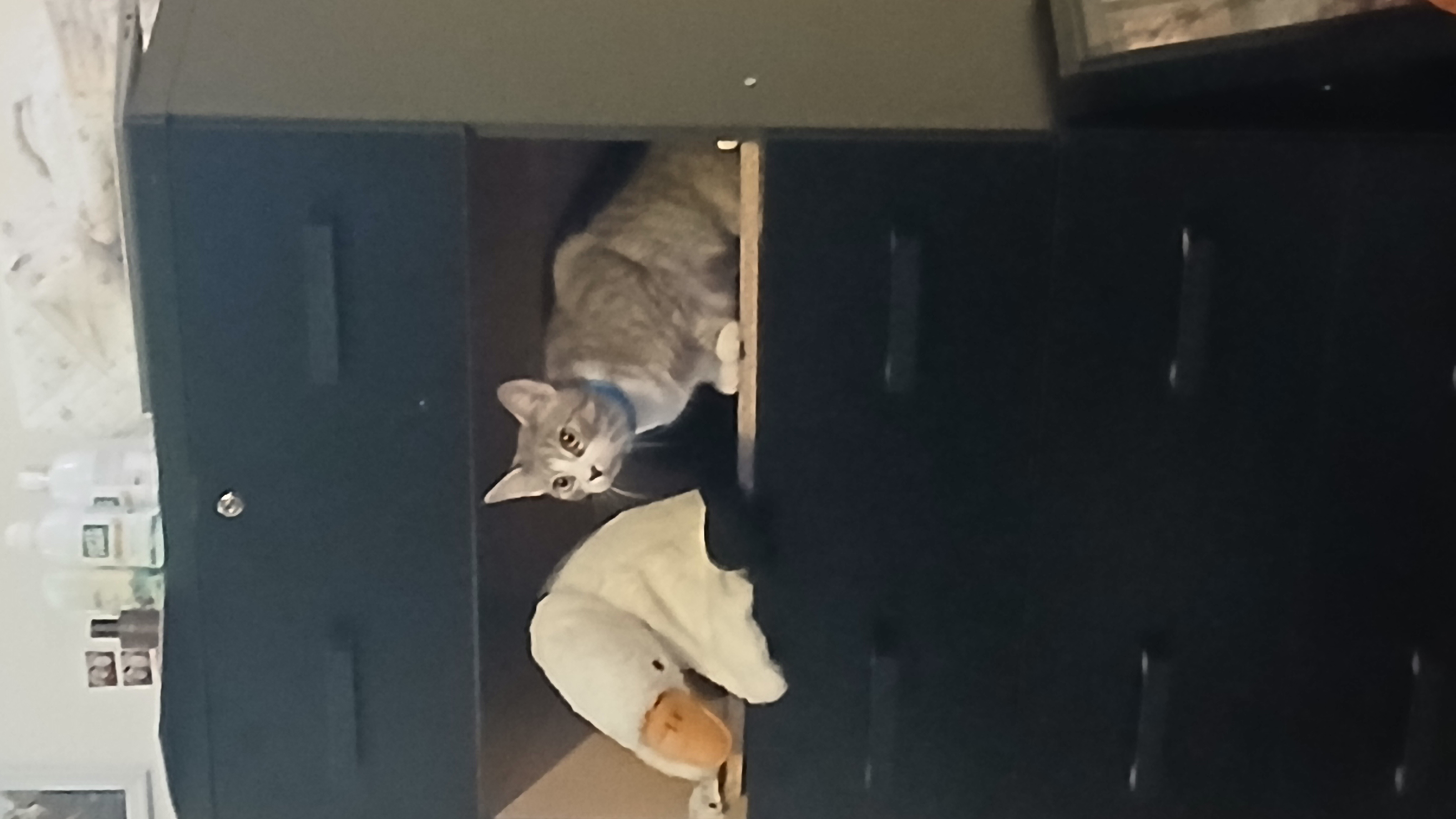 Help Save Bittons: Emergency Surgery Needed campaign photo, 4 of 8