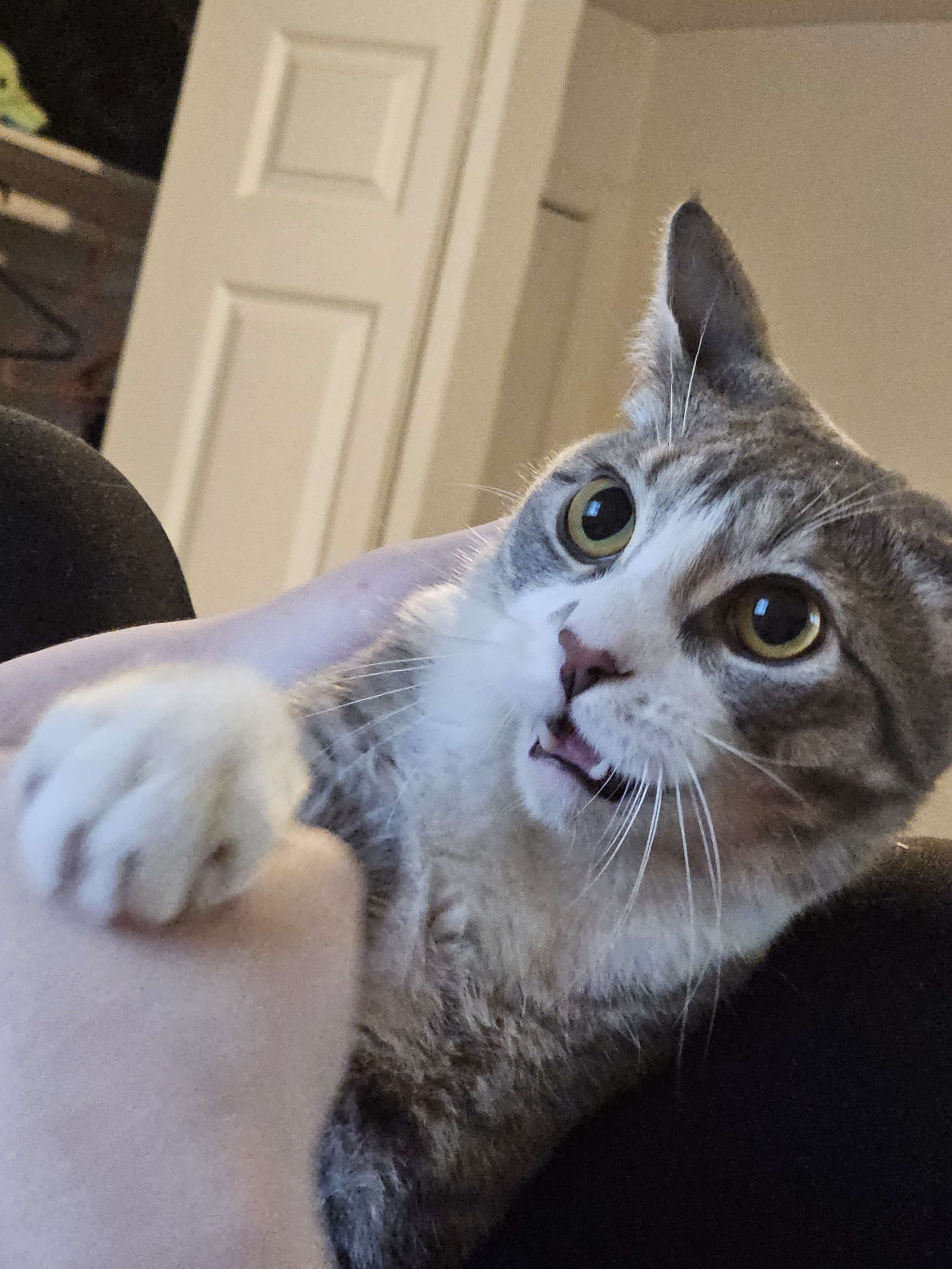 Help Save Bittons: Emergency Surgery Needed campaign photo, 5 of 8
