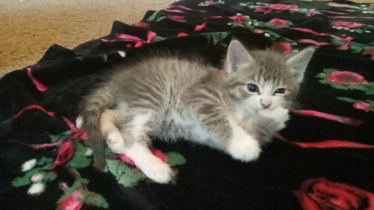 Help Save Bittons: Emergency Surgery Needed campaign photo, 6 of 8