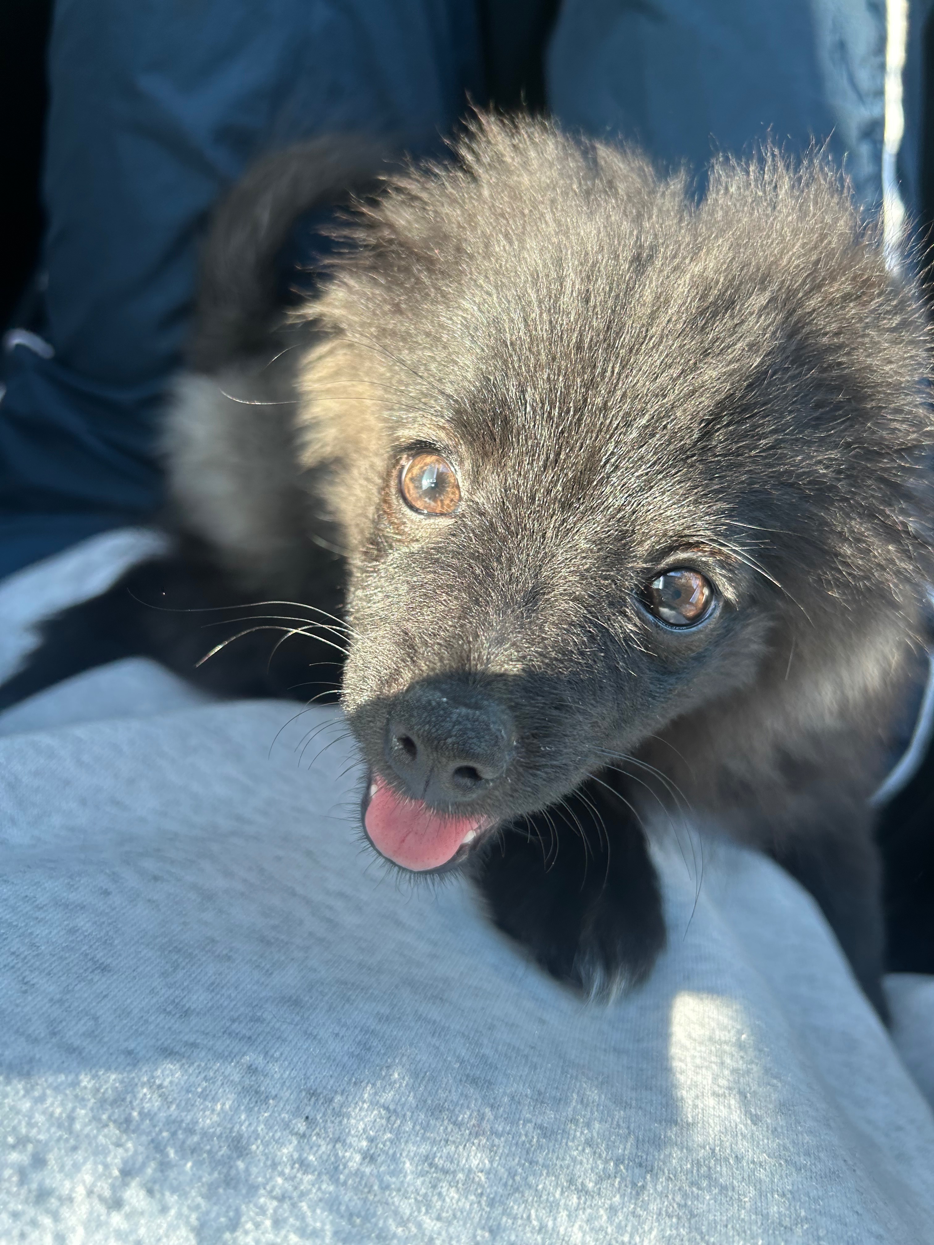 Support Peluche’s Urgent Surgery Needs campaign photo, 2 of 7