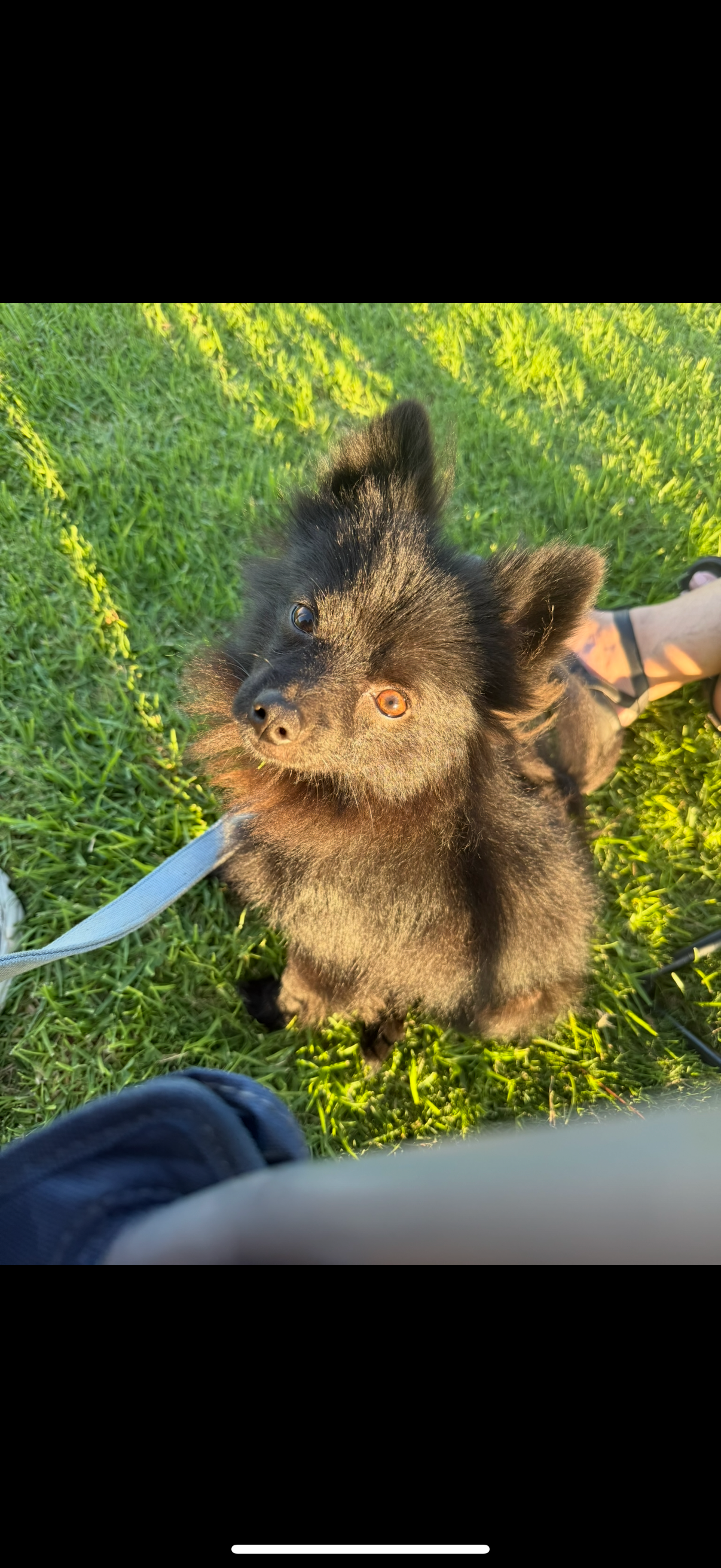 Support Peluche’s Urgent Surgery Needs campaign photo, 4 of 7