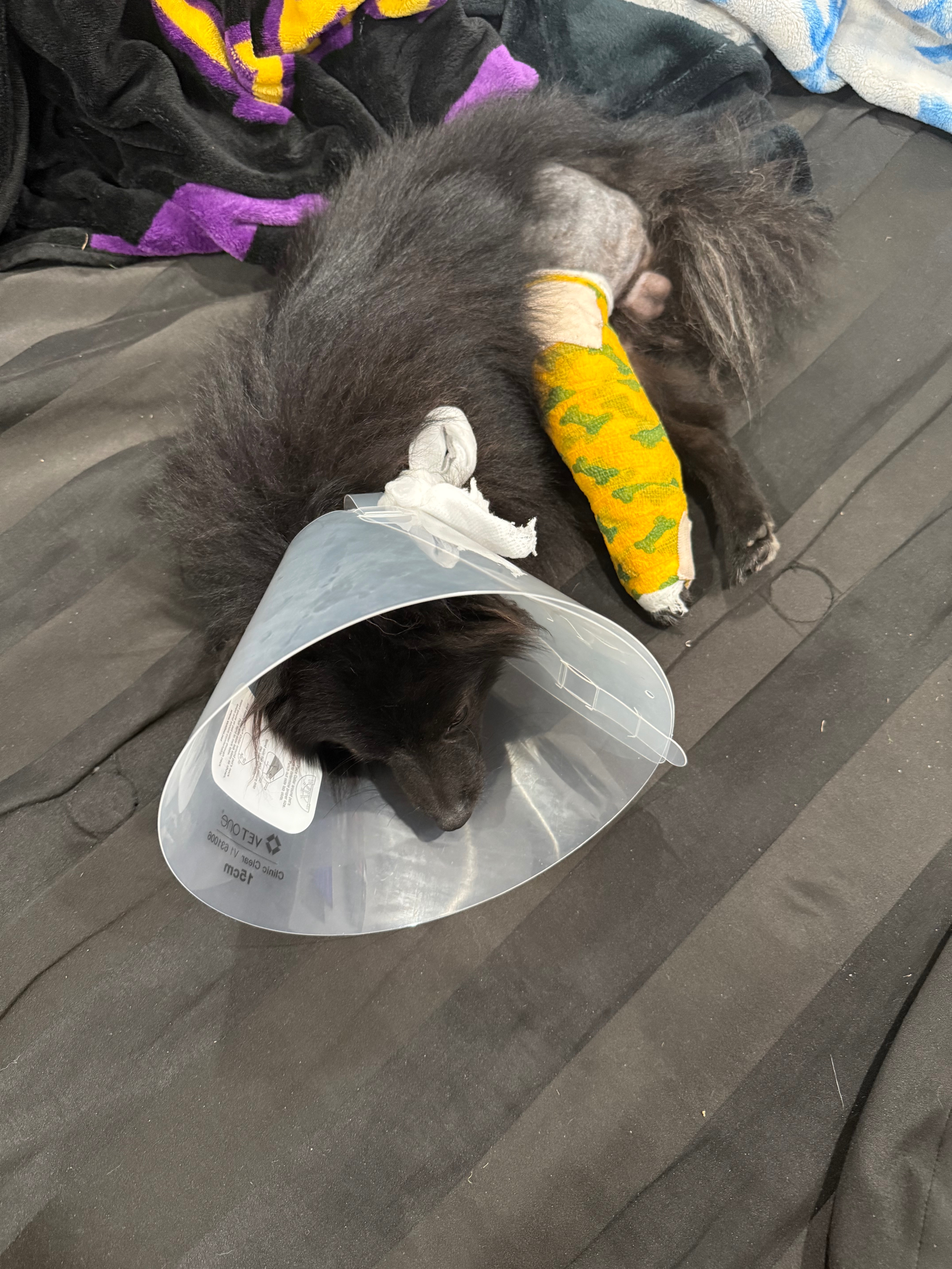 Support Peluche’s Urgent Surgery Needs campaign photo, 5 of 7